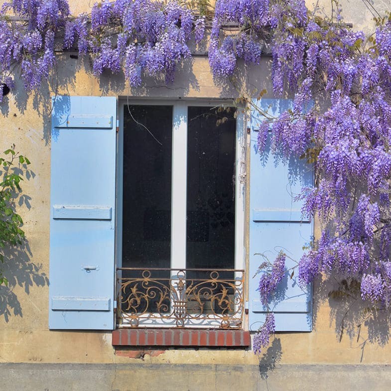 Glycine (Wisteria Brachybotrys) - Image 23