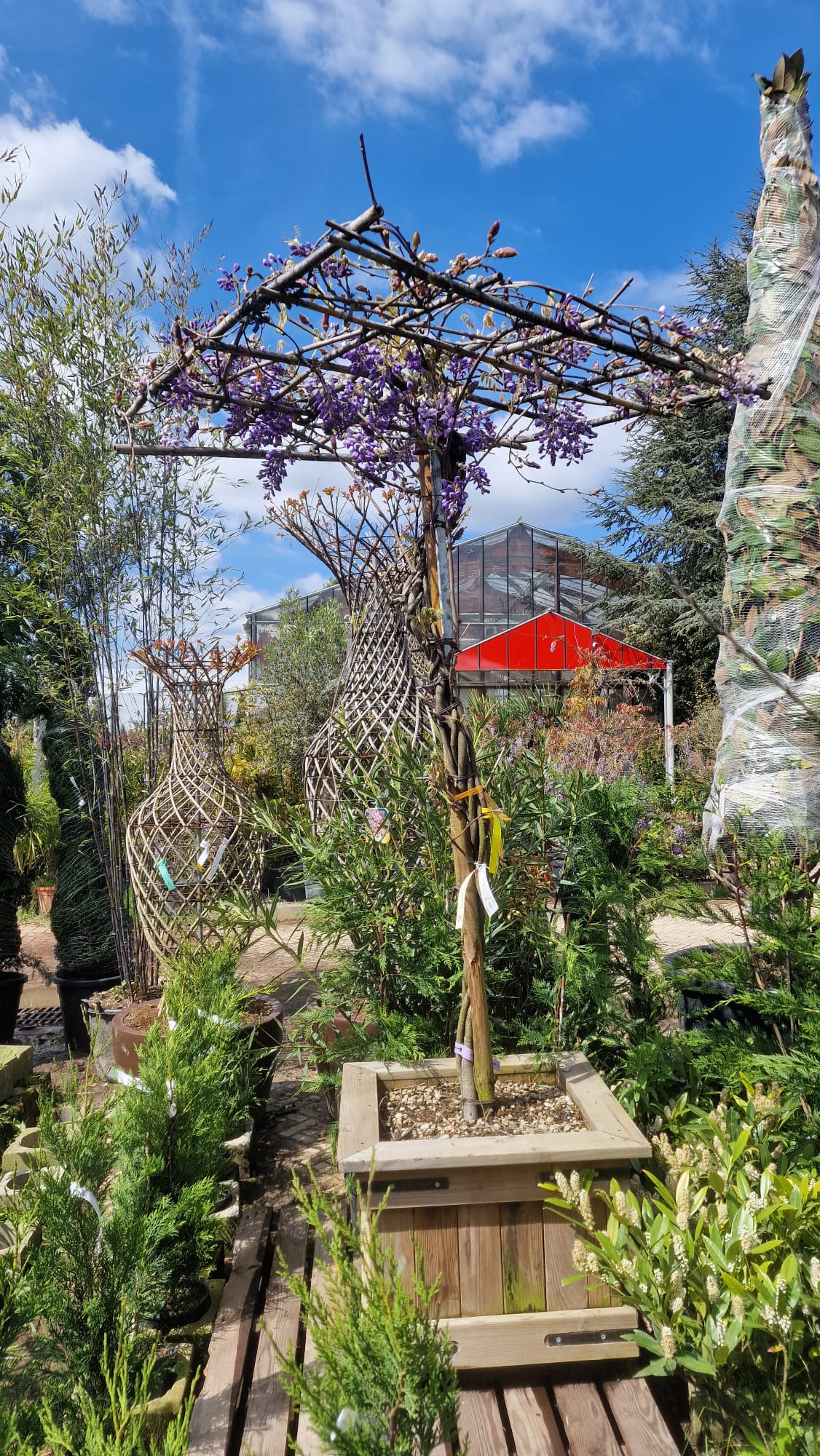 Glycine en Ombrelle - Image 3