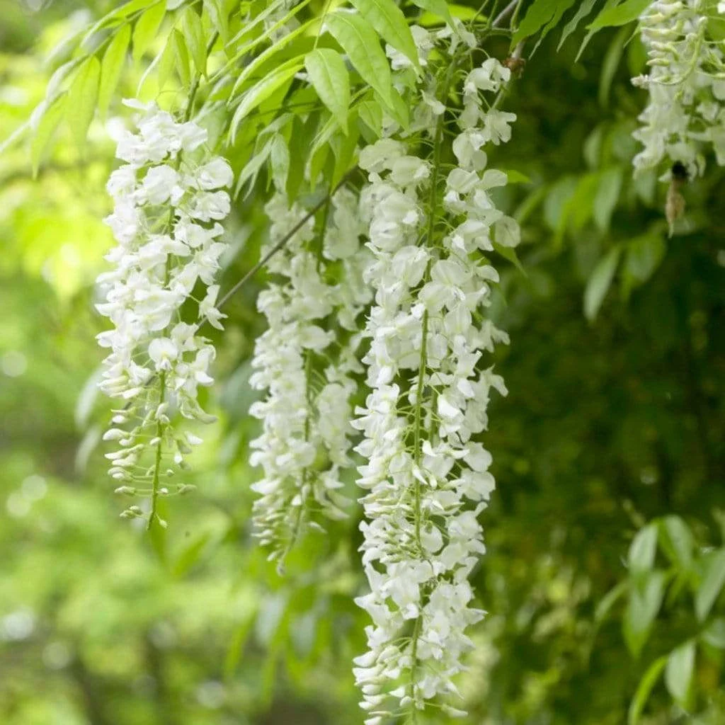 Glycine en Ombrelle - Image 4