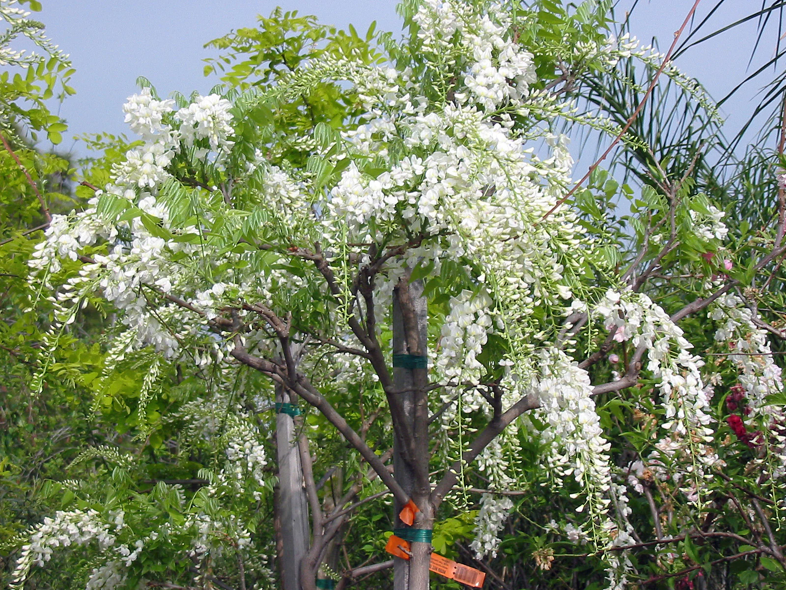 Glycine en Ombrelle - Image 5