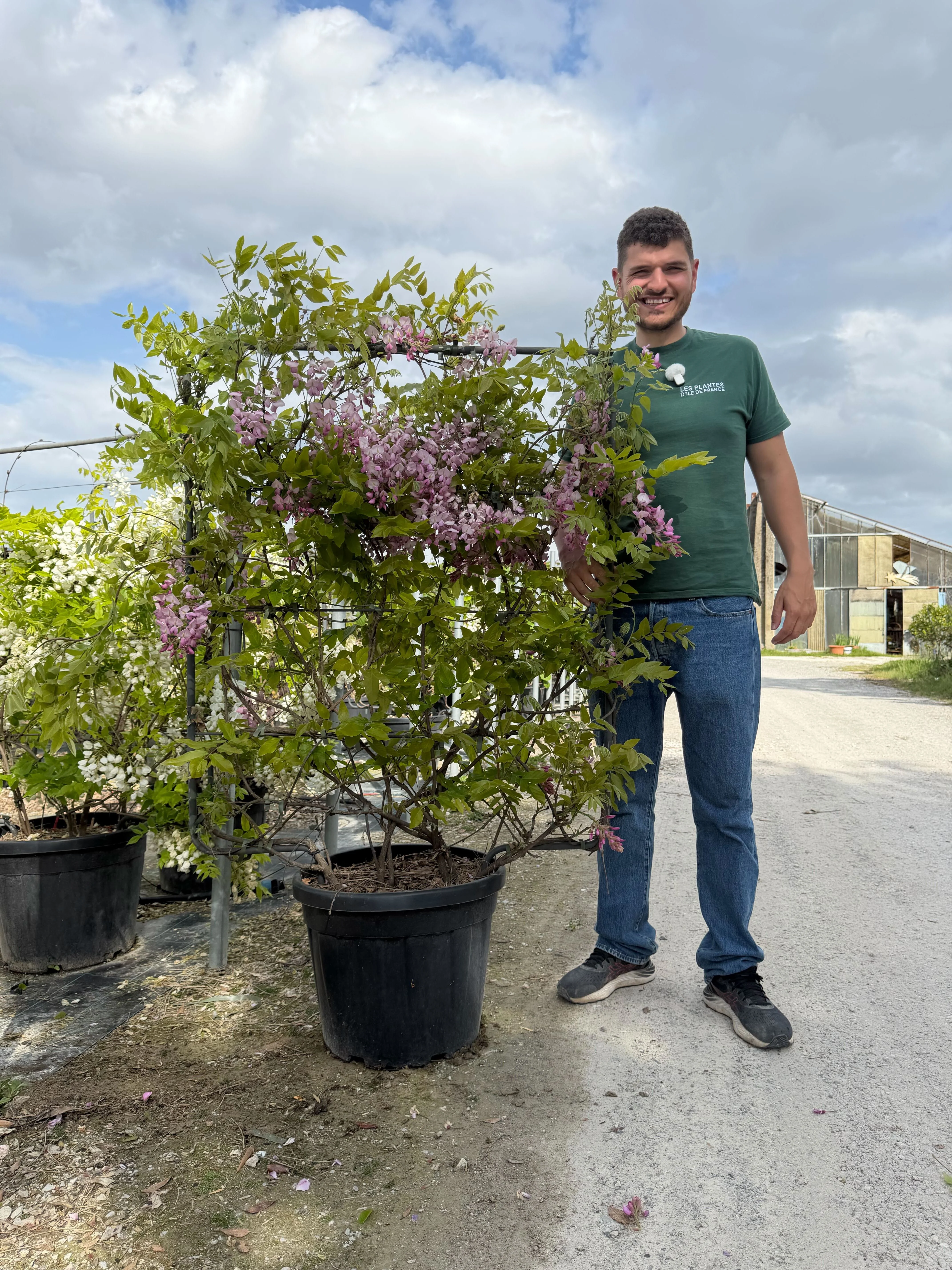 Glycine Palissade - Image 12