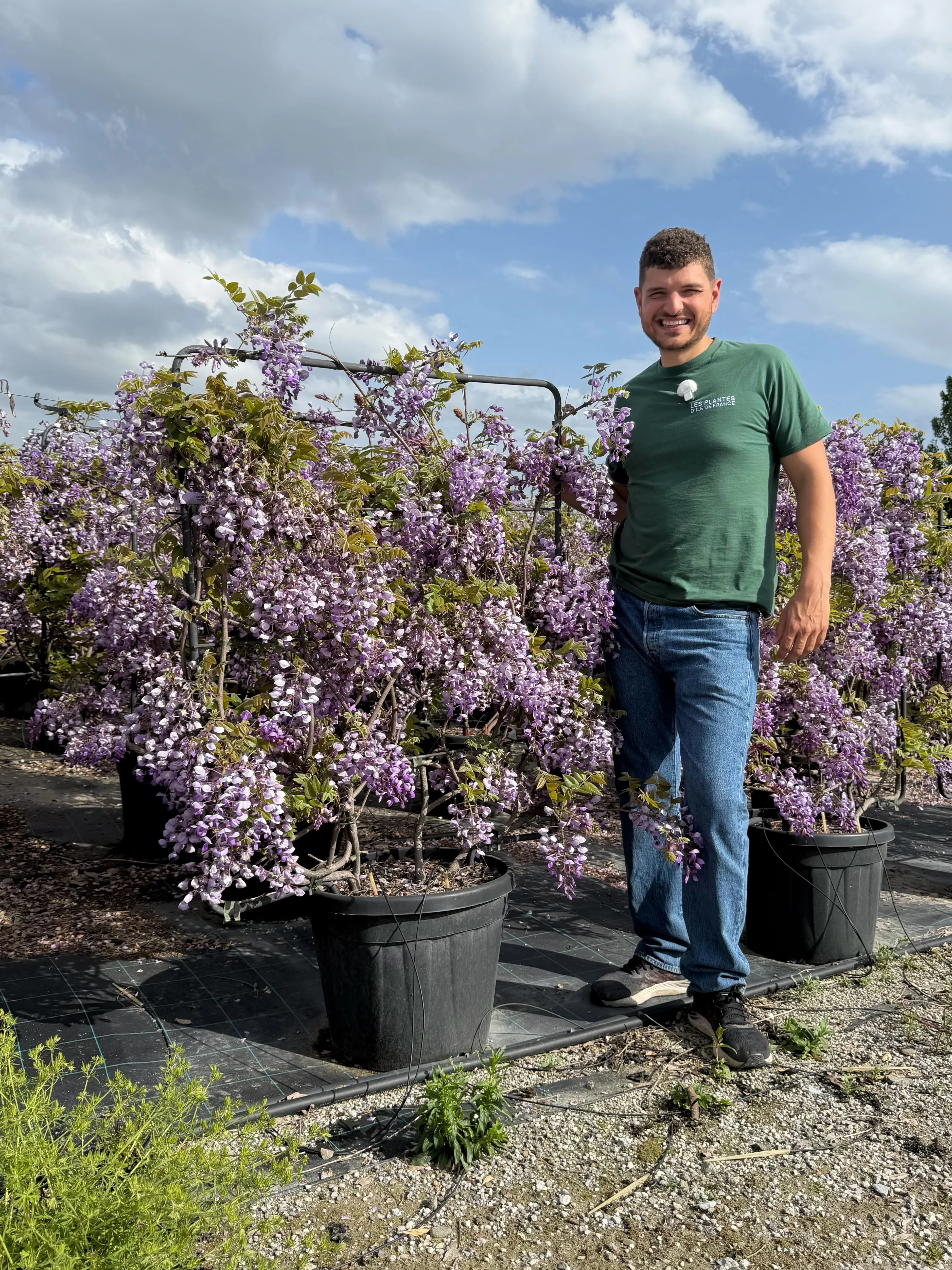 Glycine Palissade - Image 13