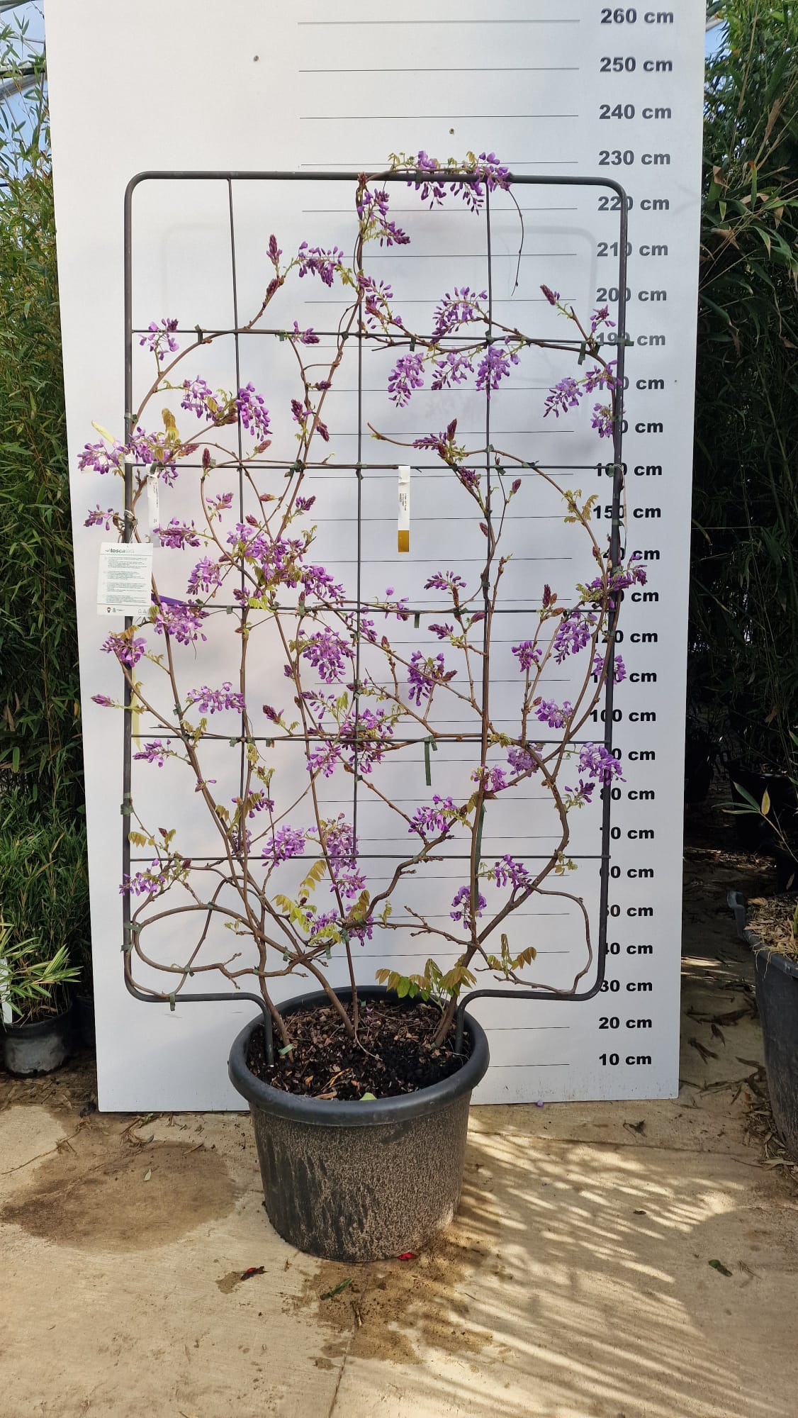 Glycine Palissade - Image 3