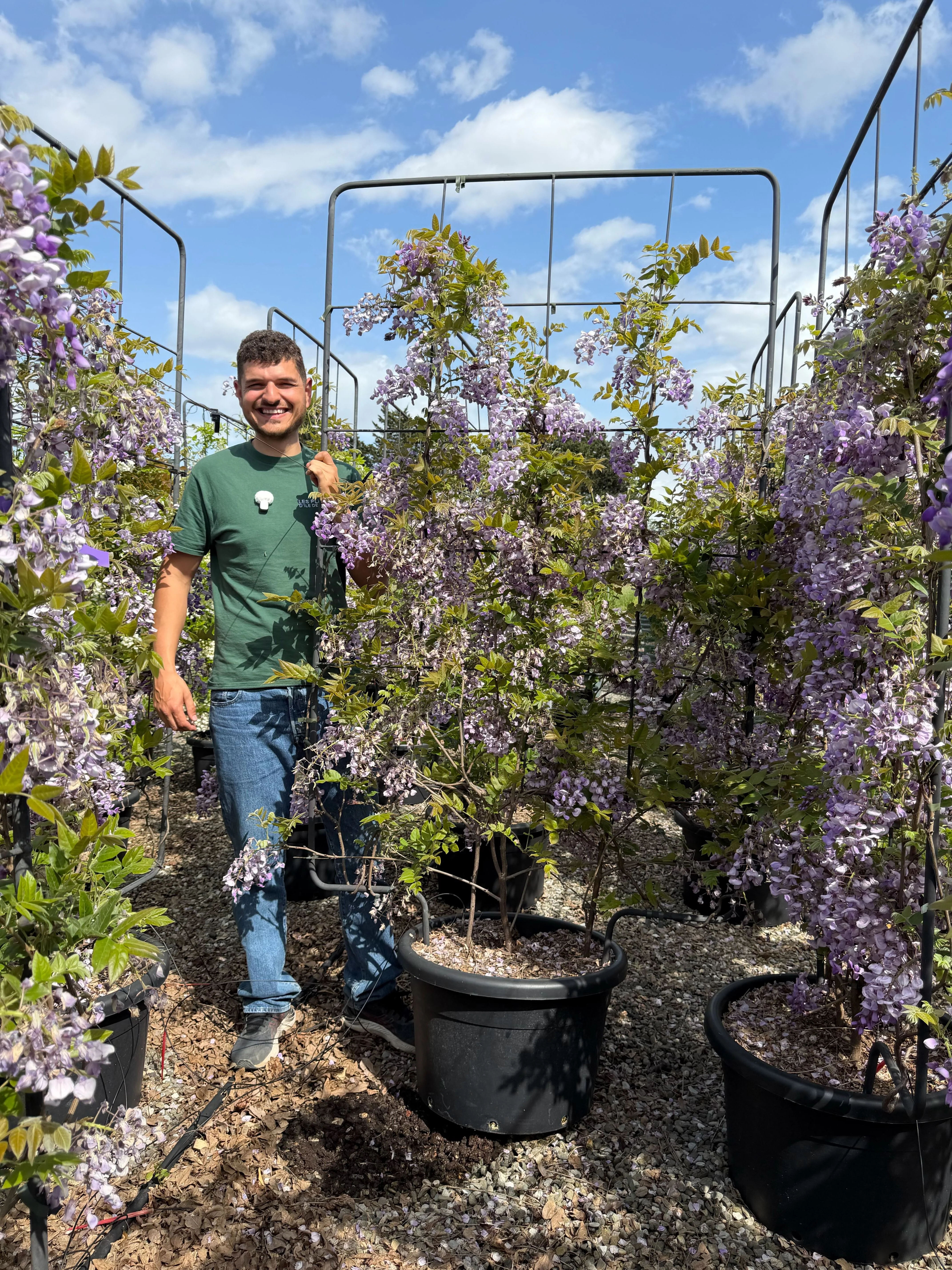 Glycine Palissade - Image 8