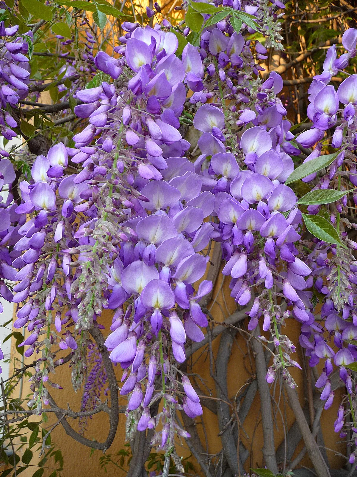 Glycine greffée sur tige - Image 4