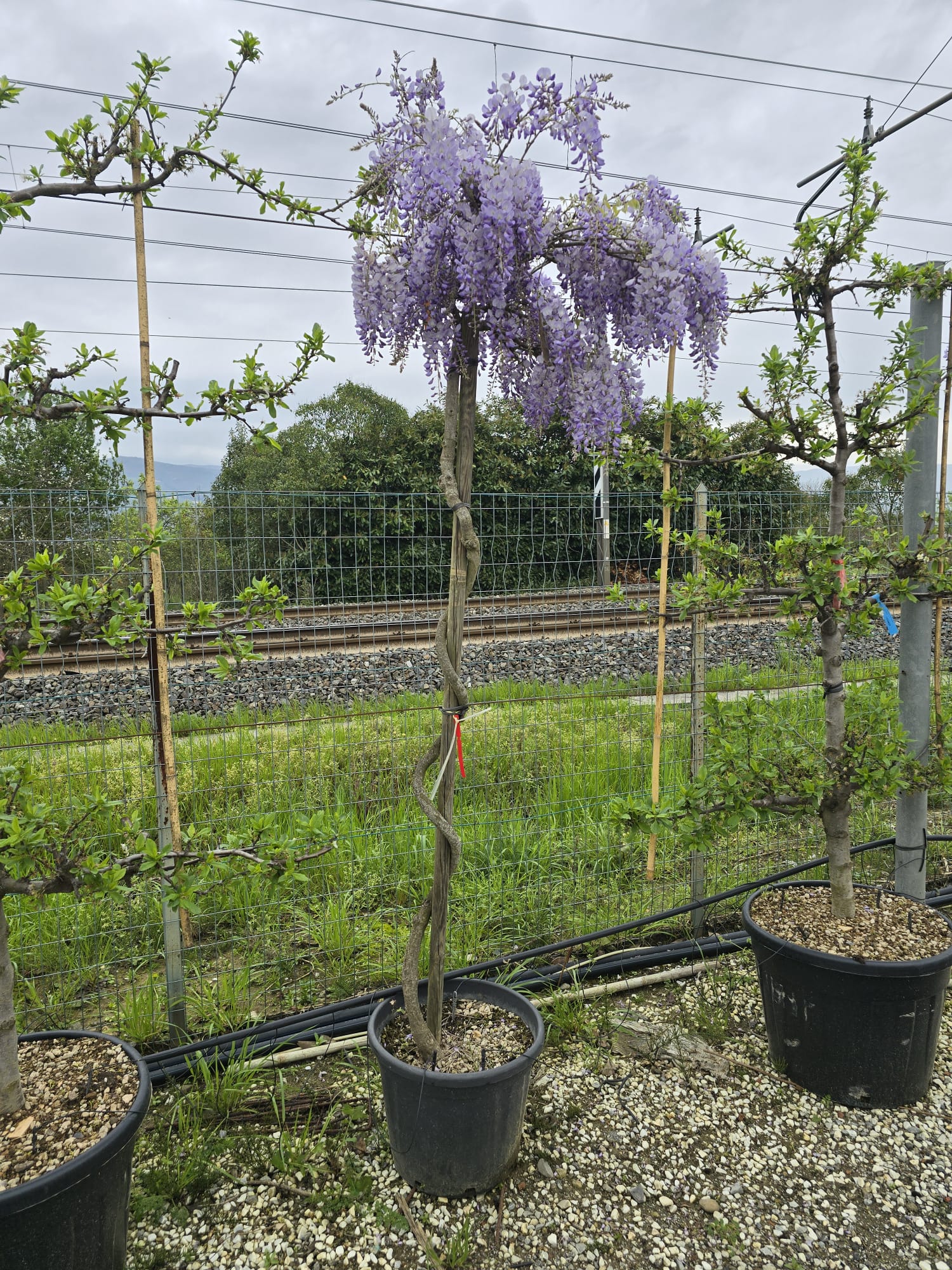 Glycine greffée sur tige - Image 8