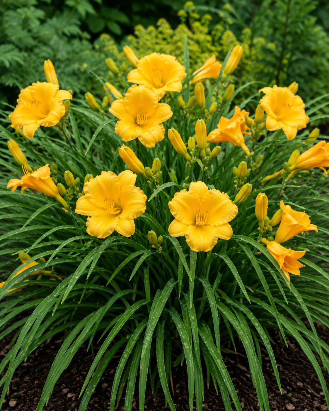 Hemerocallis - Image 3