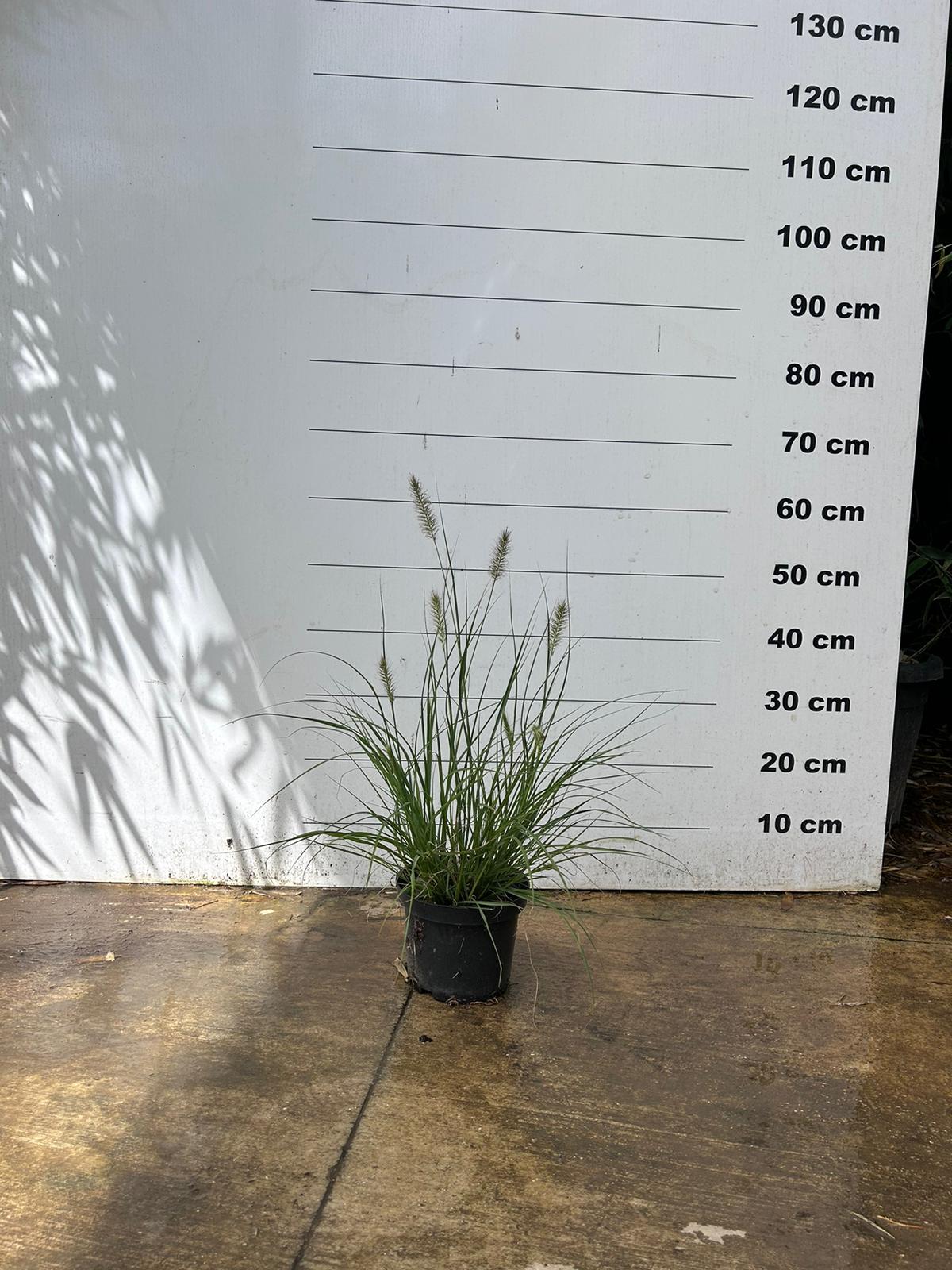Herbe aux écouvillons (Pennisetum alopecuroides Hameln) - Image 3