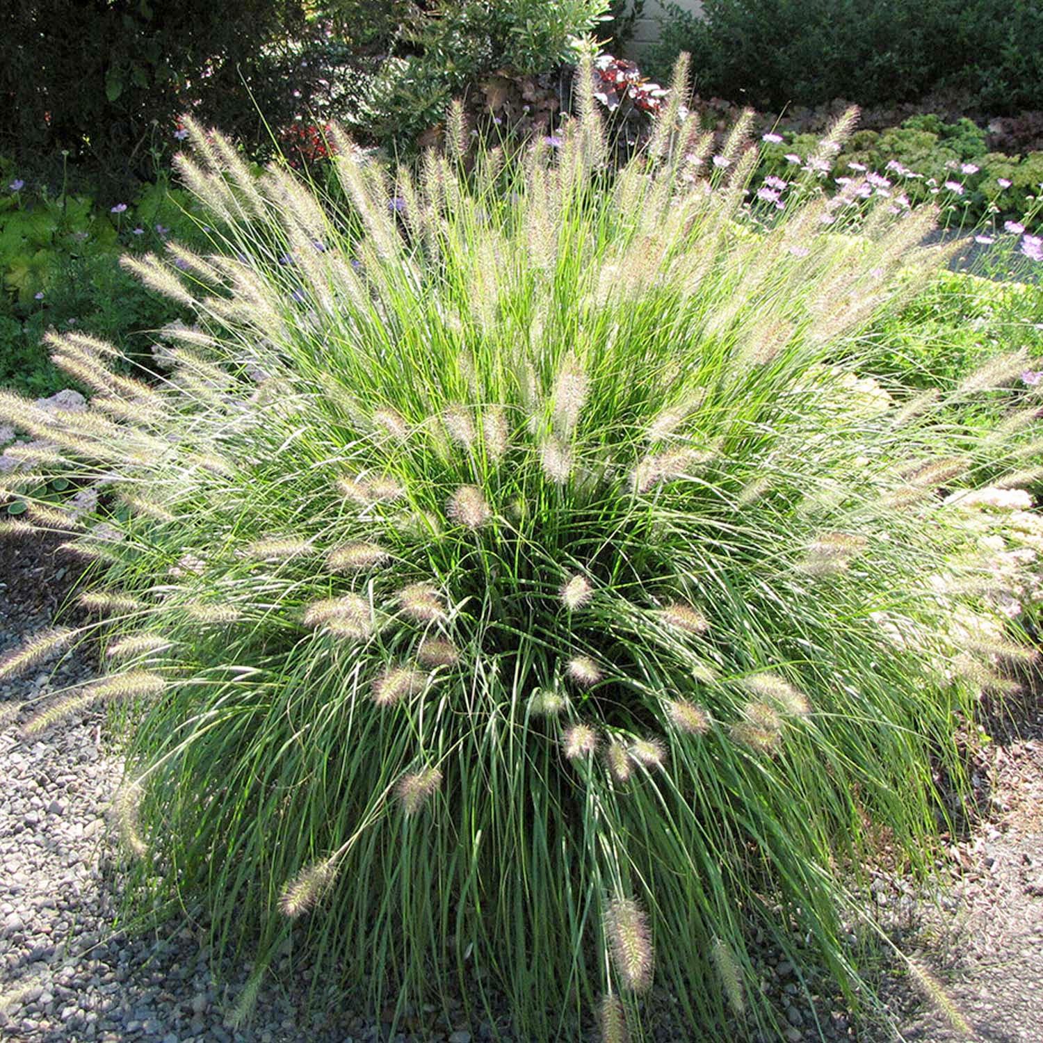 Herbe aux écouvillons (Pennisetum alopecuroides Hameln) - Image 4