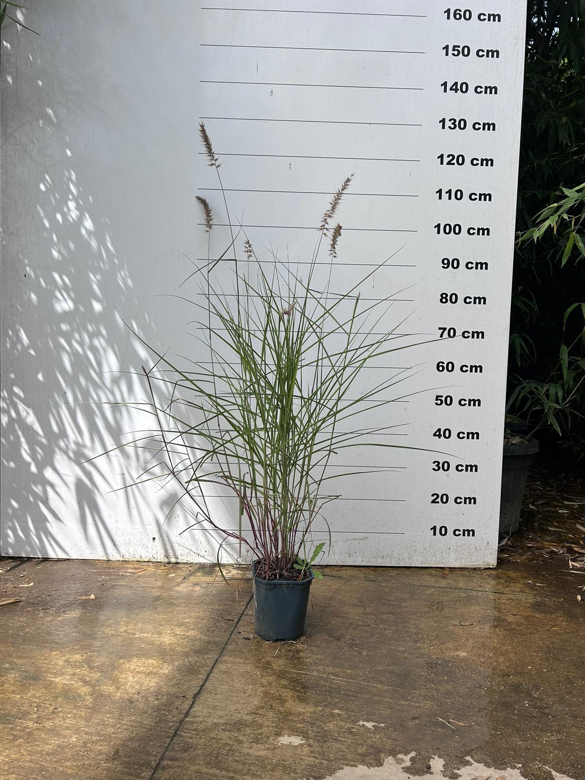 Herbe aux écouvillons (Pennisetum alopecuroides Hameln) - Image 5