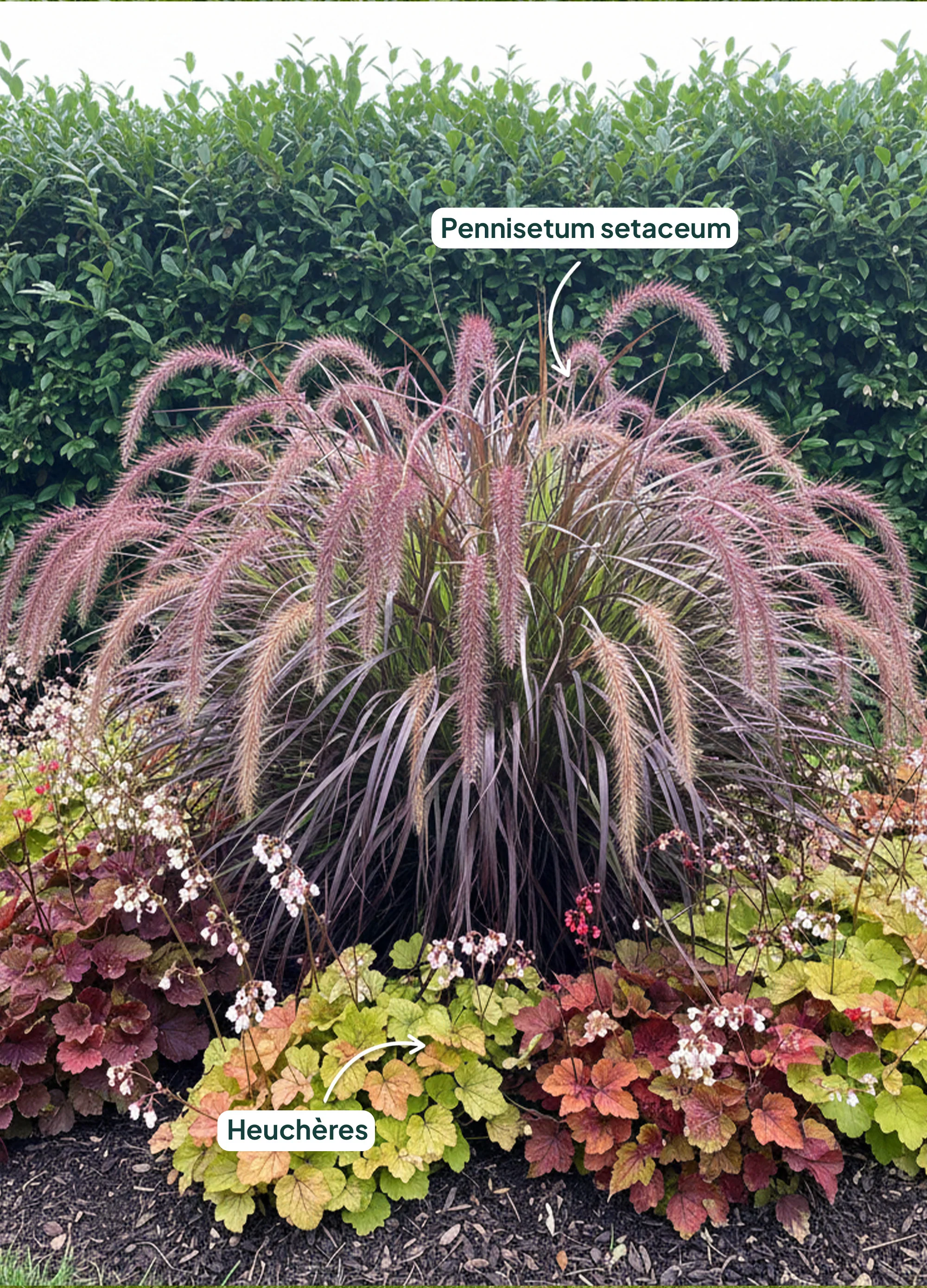 Herbe aux écouvillons pourpre (Pennisetum alopecuroides Black Beauty) - Image 3