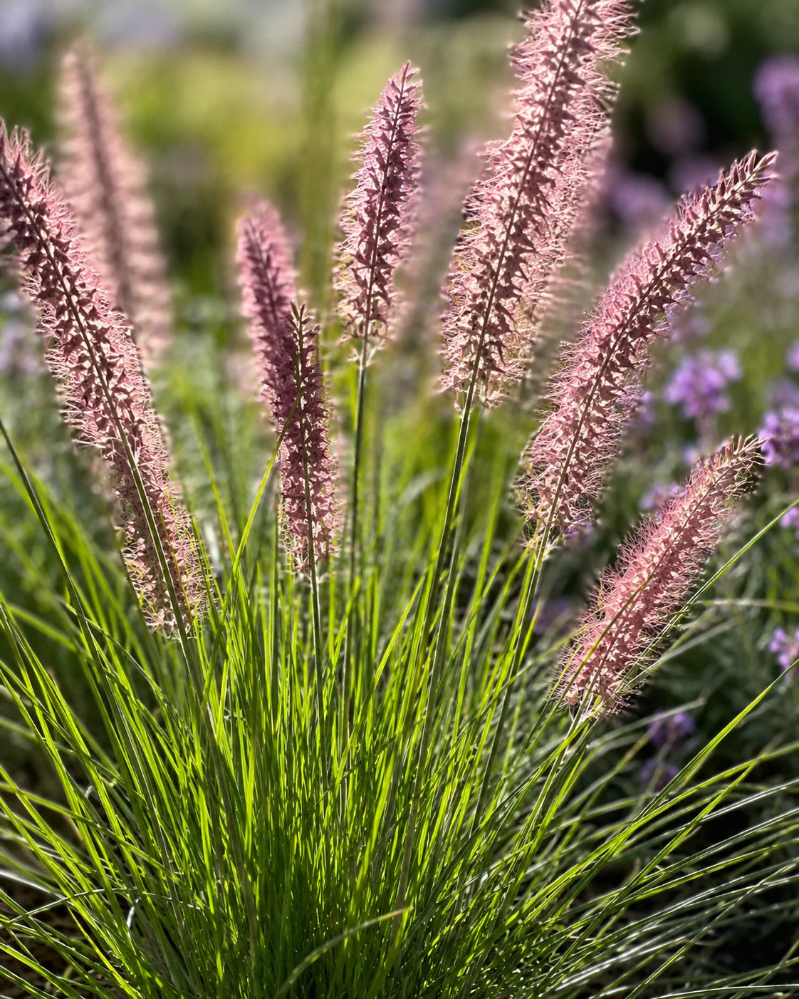 Herbe aux écouvillons roses (Pennisetum orientale Karley Rose) - Image 2