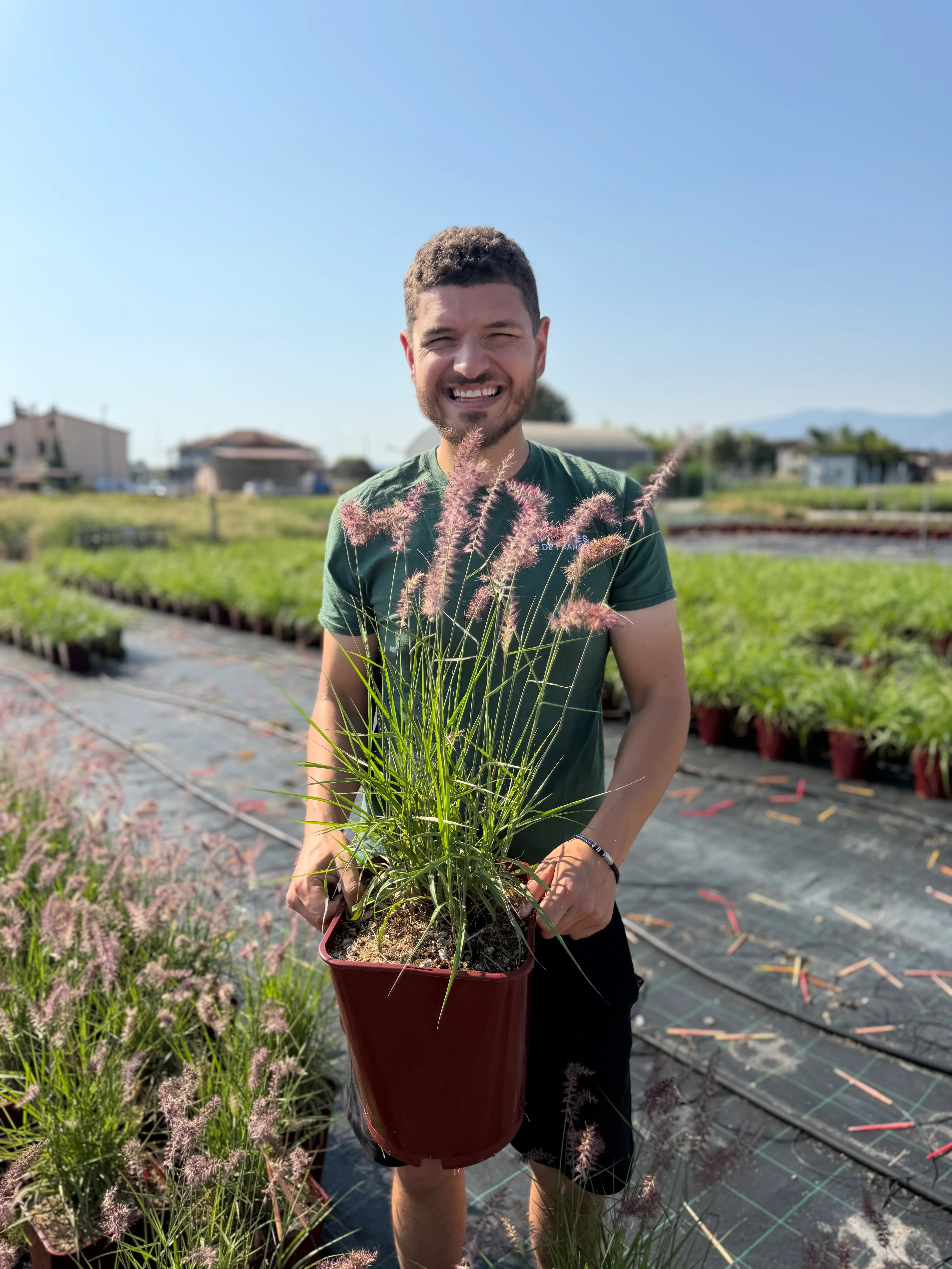 Herbe aux écouvillons roses (Pennisetum orientale Karley Rose) - Image 3