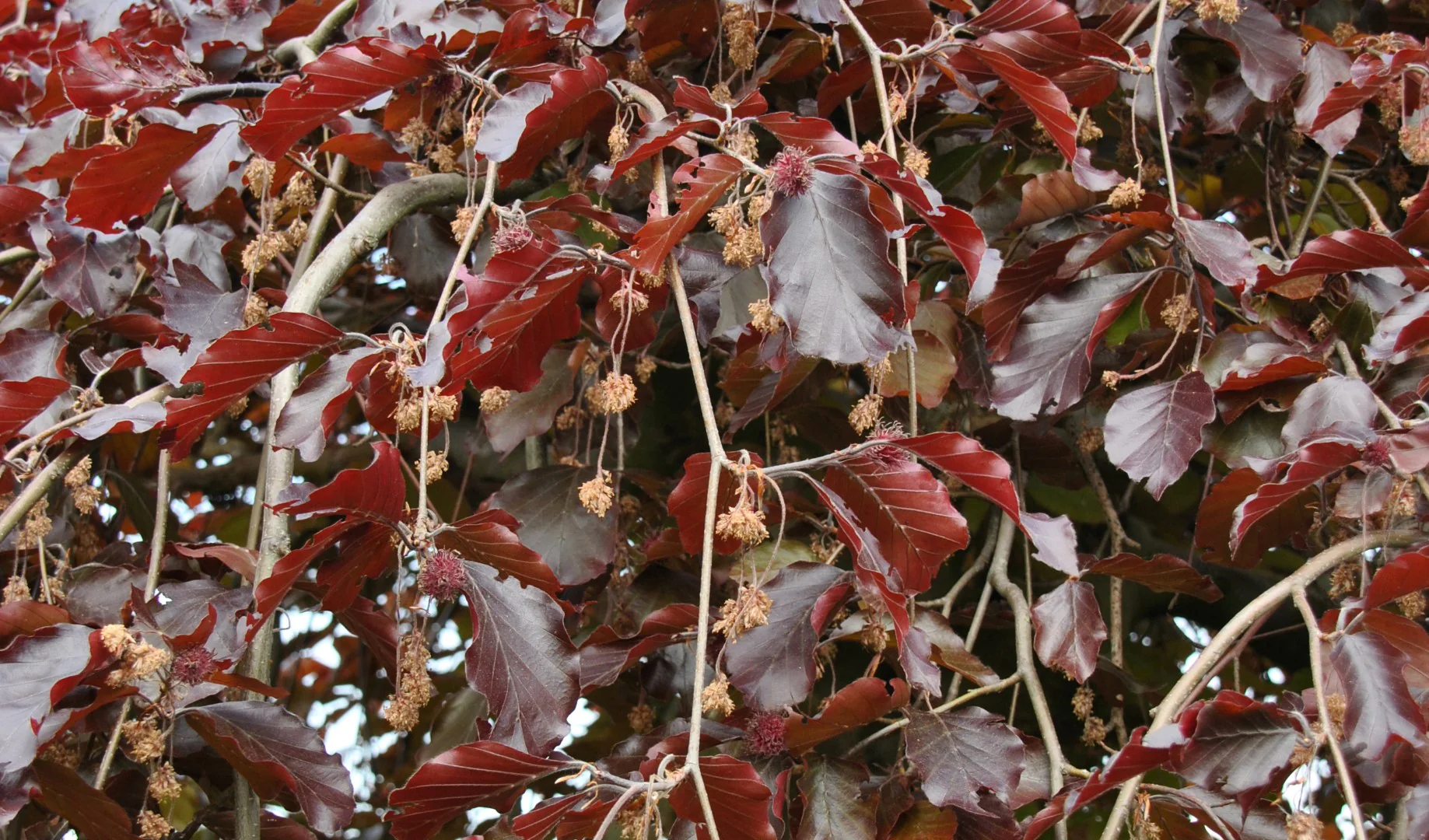 Hêtre à feuilles pourpre (Fagus sylvatica Purpurea) - Image 2