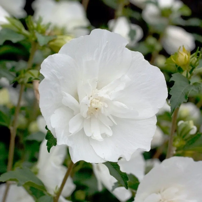 Hibiscus en touffe (Hibiscus syriacus) - Image 5