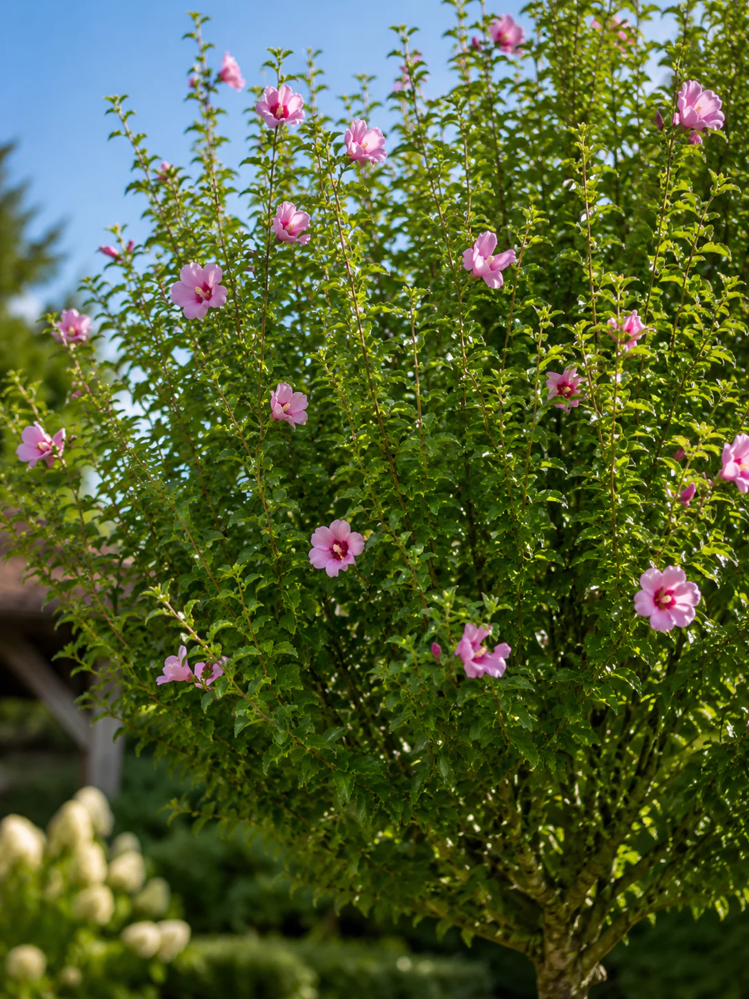 Hibiscus en tige (Hibiscus syriacus) - Image 2