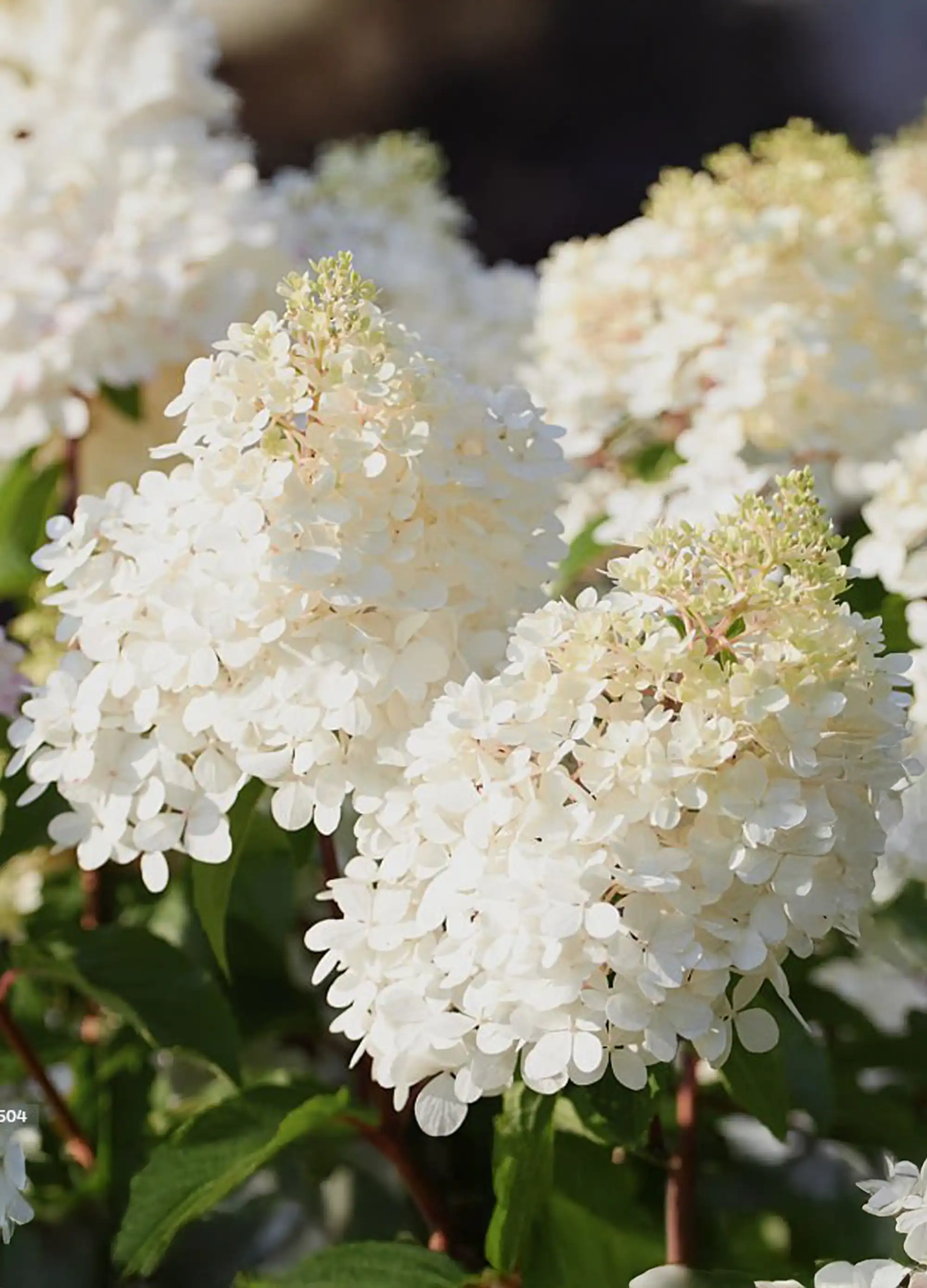 Hortensia en demi-tige (Hydrangea paniculata) - Image 2