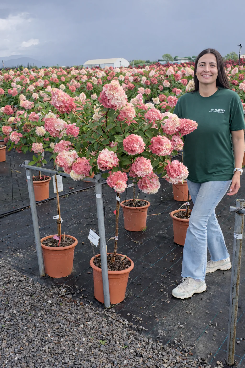 Hortensia en demi-tige (Hydrangea paniculata) - Image 4