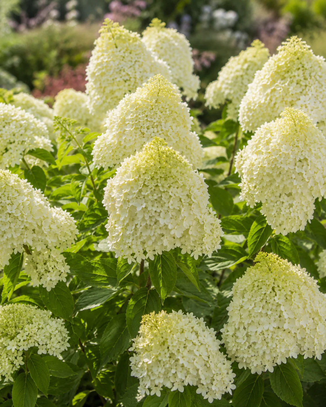 Hortensia en touffe (Hydrangea paniculata) - Image 2