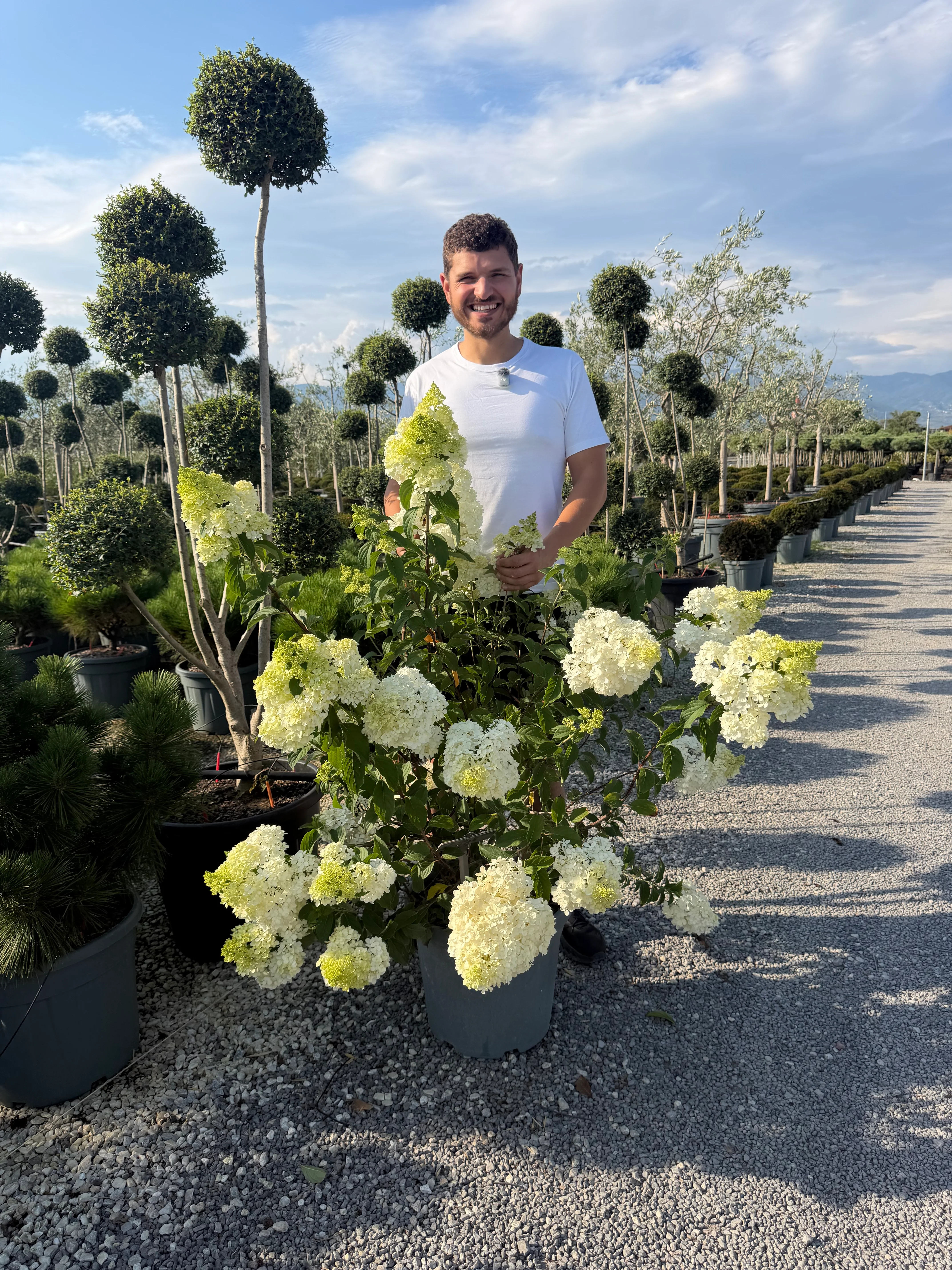 Hortensia en touffe (Hydrangea paniculata) - Image 3