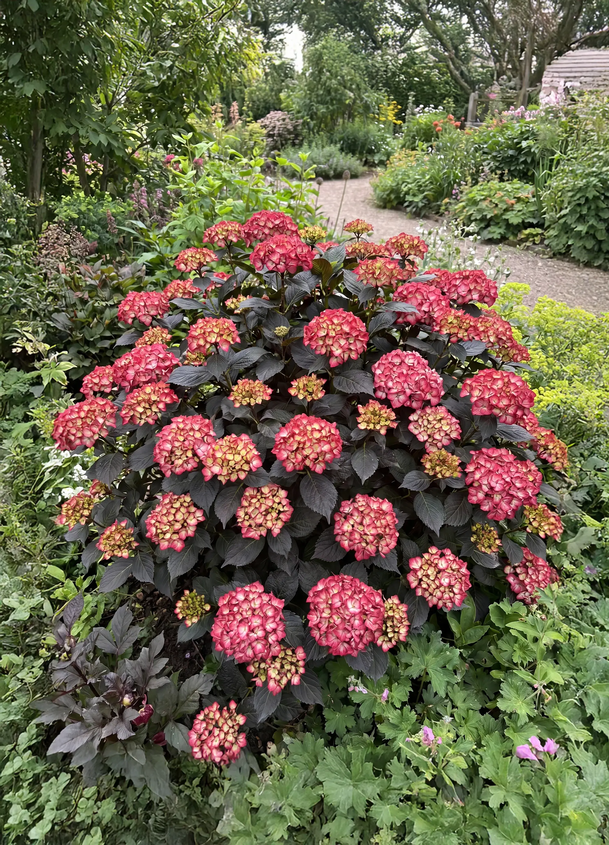 Hortensia Noir à fleurs rouges
