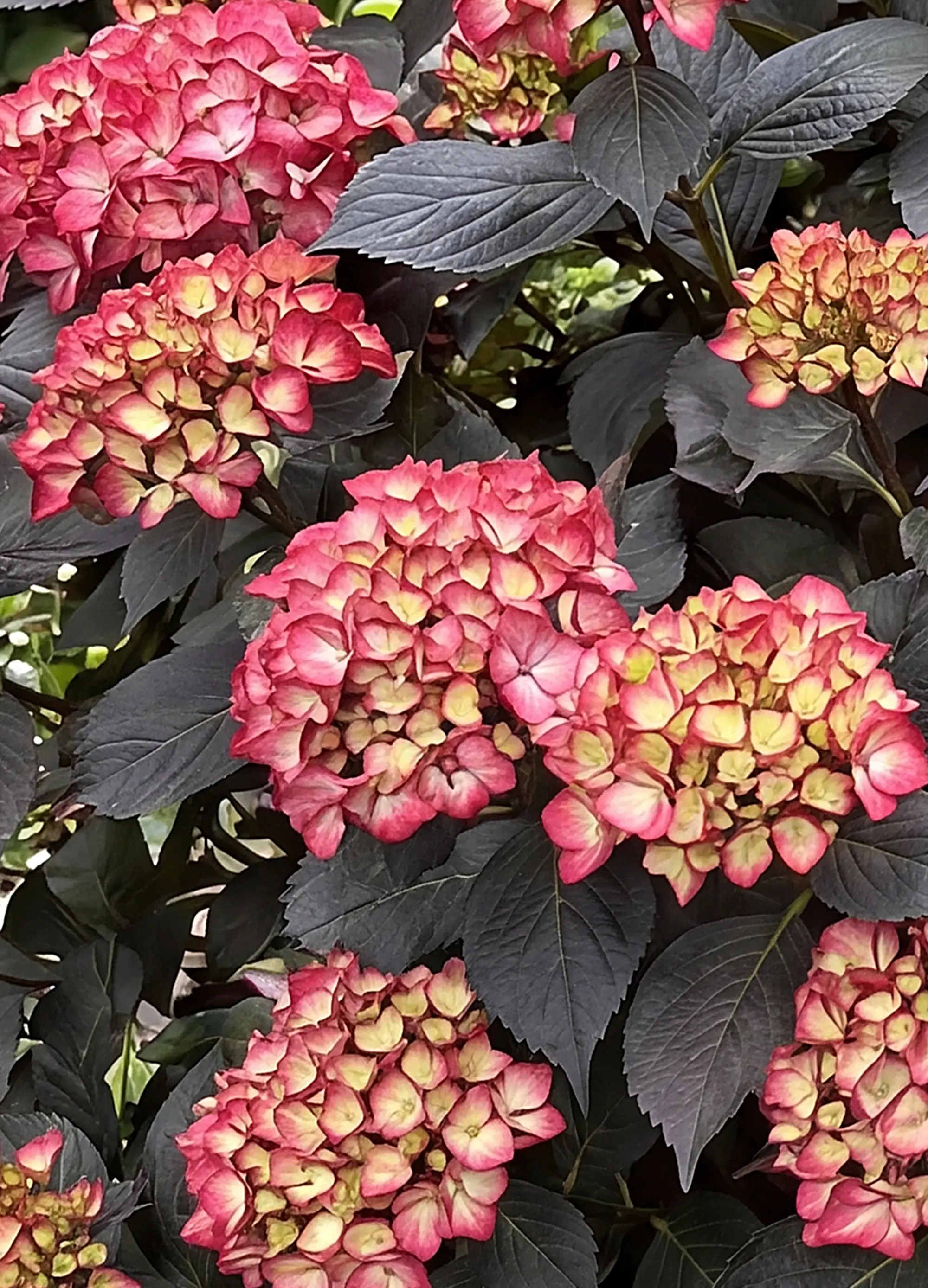 Hortensia Noir à fleurs rouges - Image 2