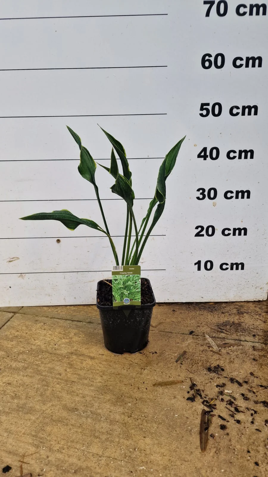 Hosta (Hosta) - Image 10