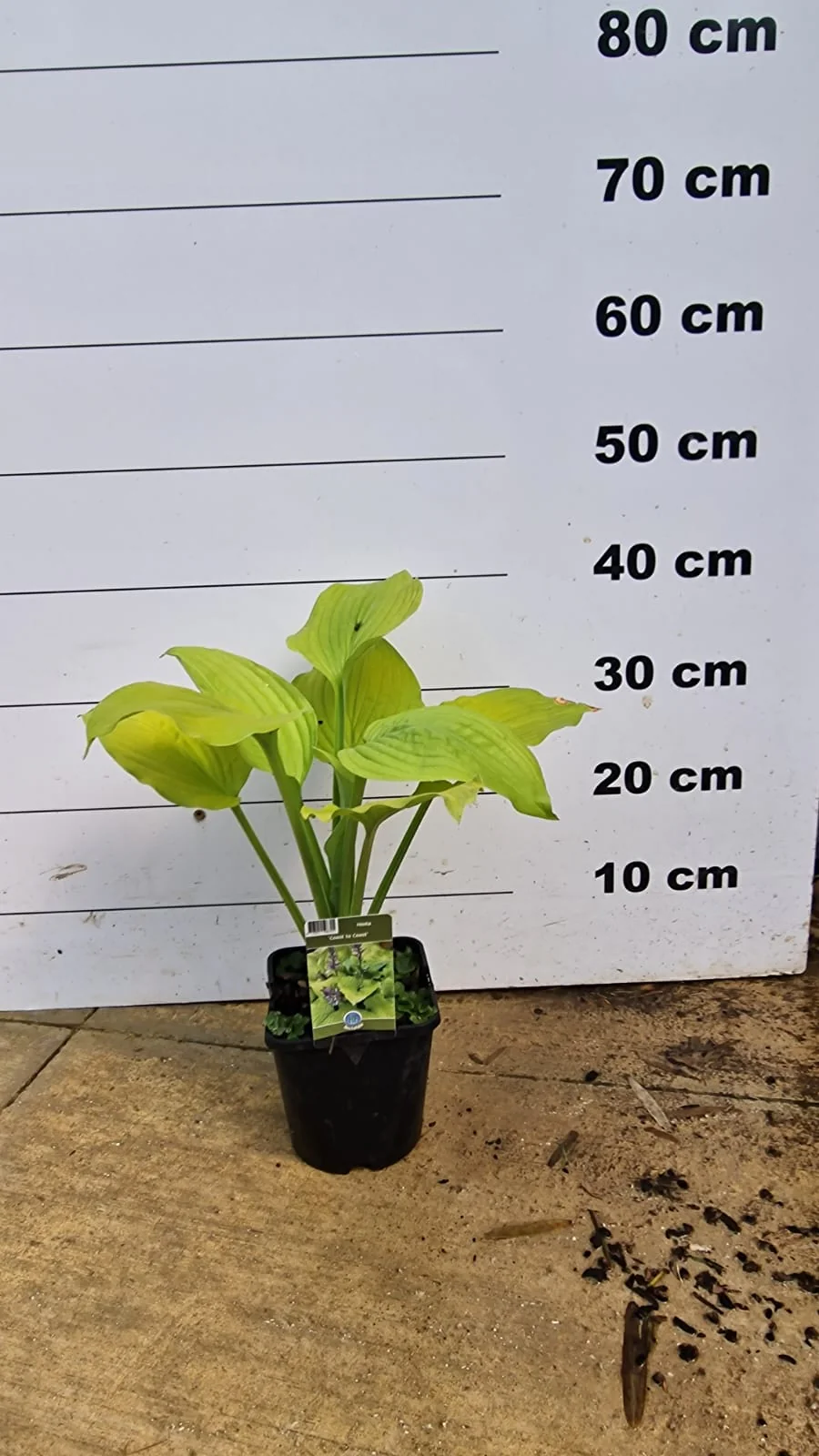 Hosta (Hosta) - Image 11