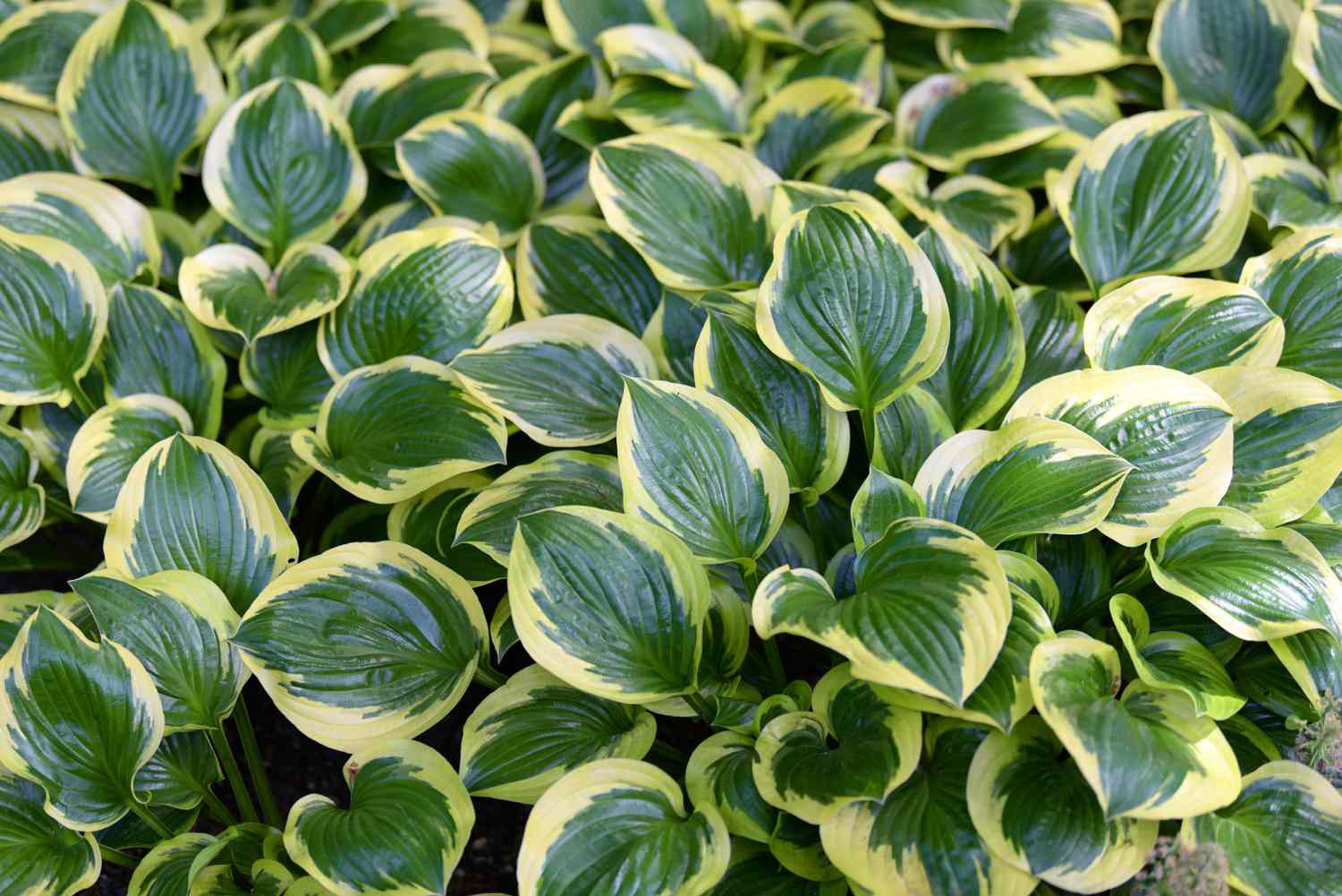 Hosta (Hosta) - Image 3