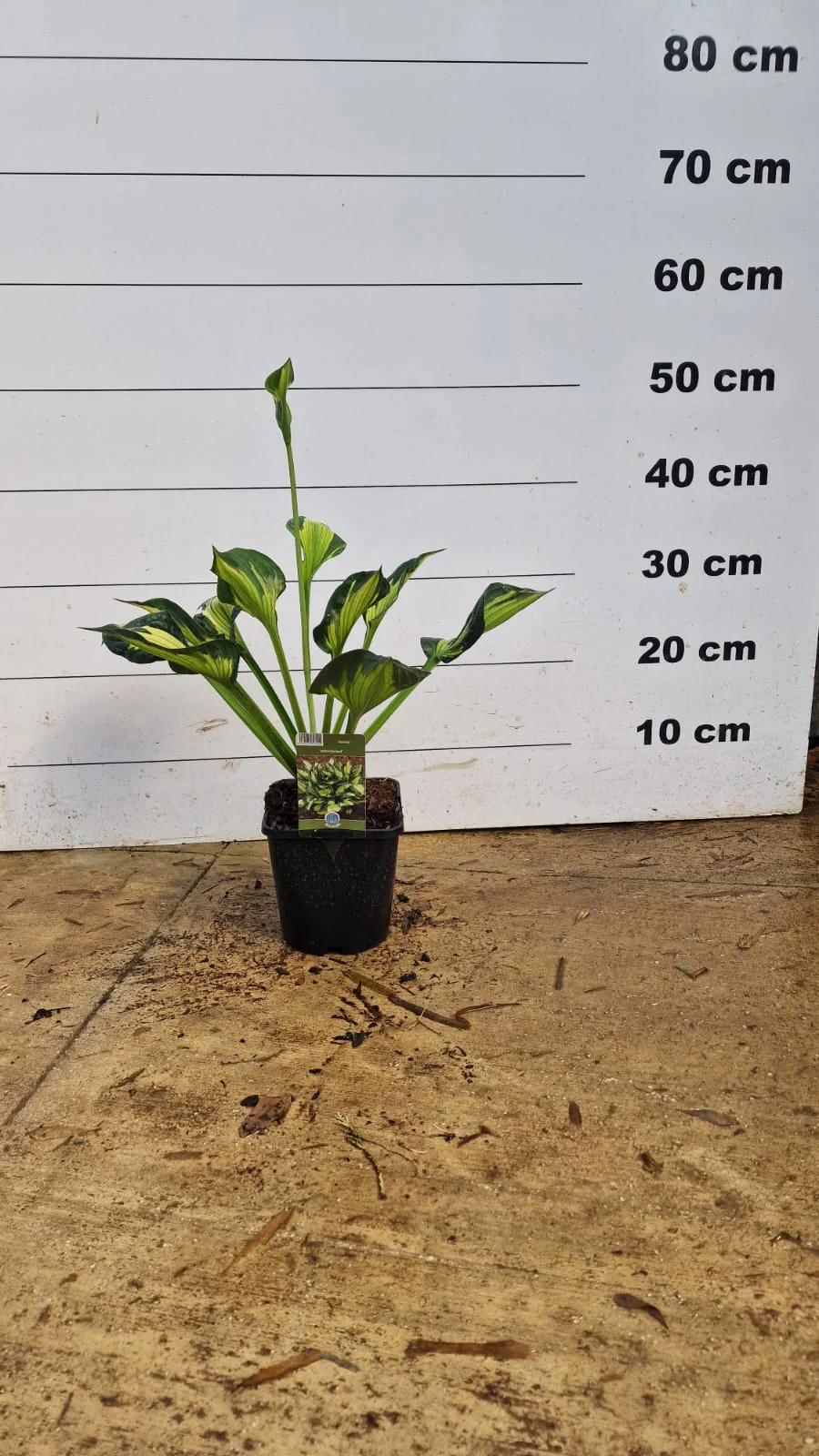 Hosta (Hosta) - Image 4