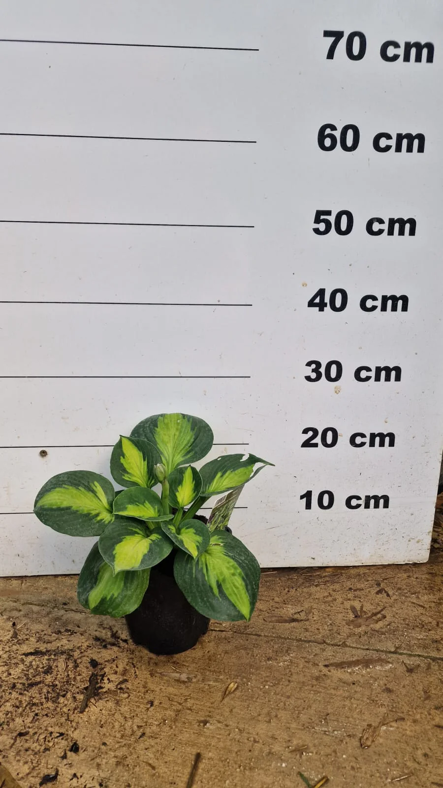 Hosta (Hosta) - Image 8