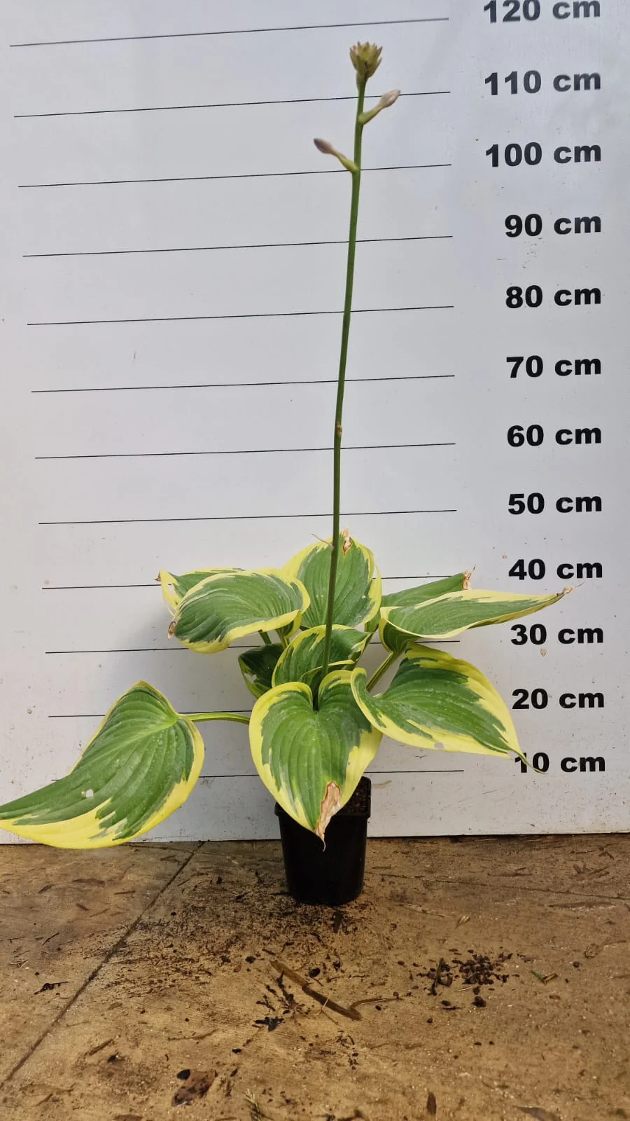 Hosta (Hosta) - Image 9
