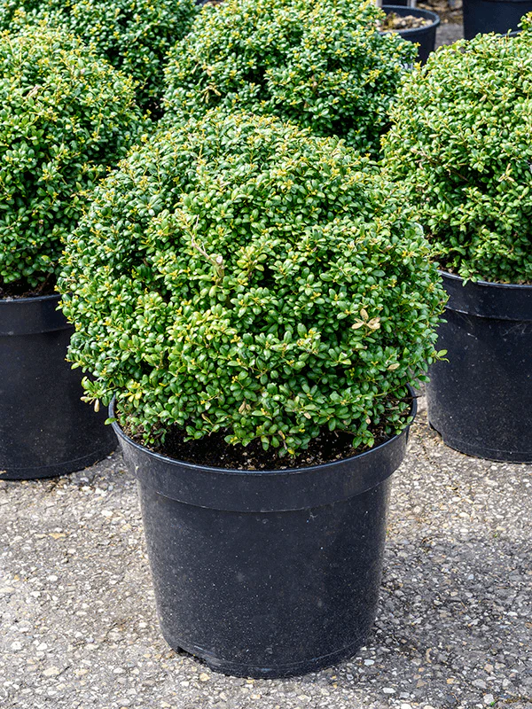 Houx Crénelé en boule (Ilex Crenata) - Image 3