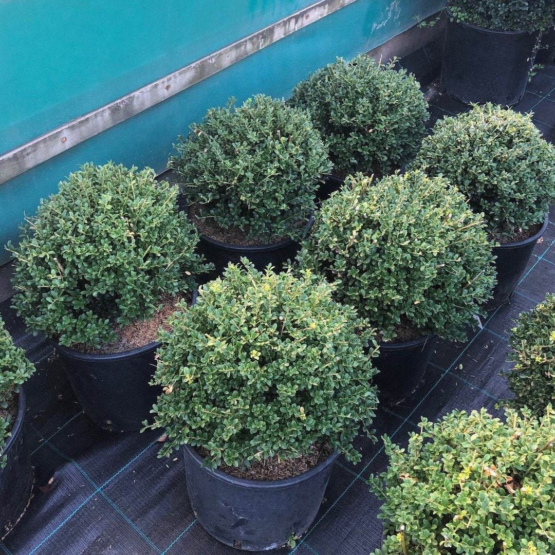 Houx Crénelé en boule (Ilex Crenata) - Image 4