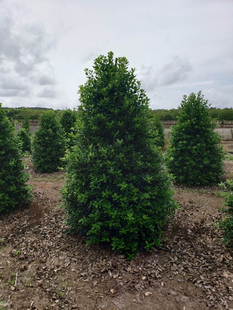 Houx d'ornement en tige (Ilex Nellie R. Stevens) - Image 3