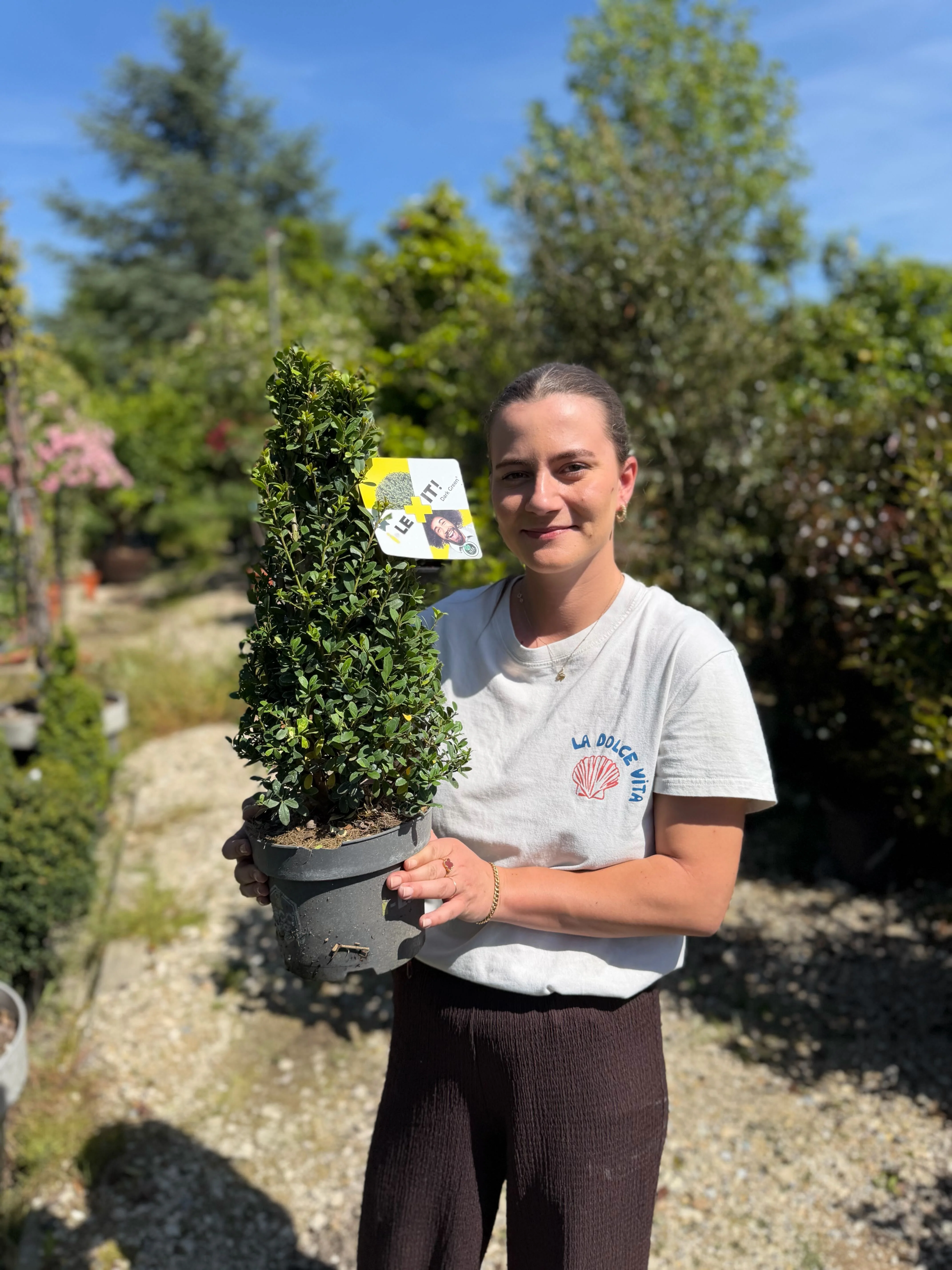 Ilex crenata en cône - Image 3
