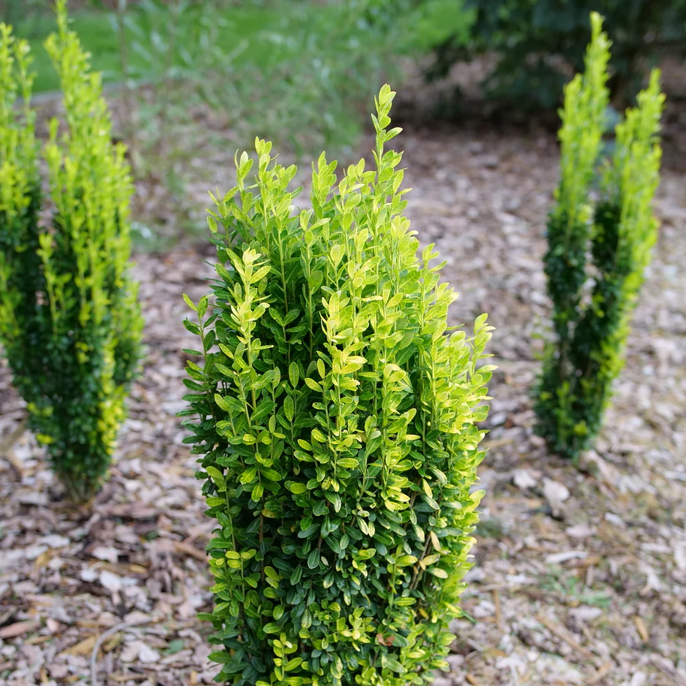 Houx Crénelé en touffe (Ilex Crenata) - Image 3