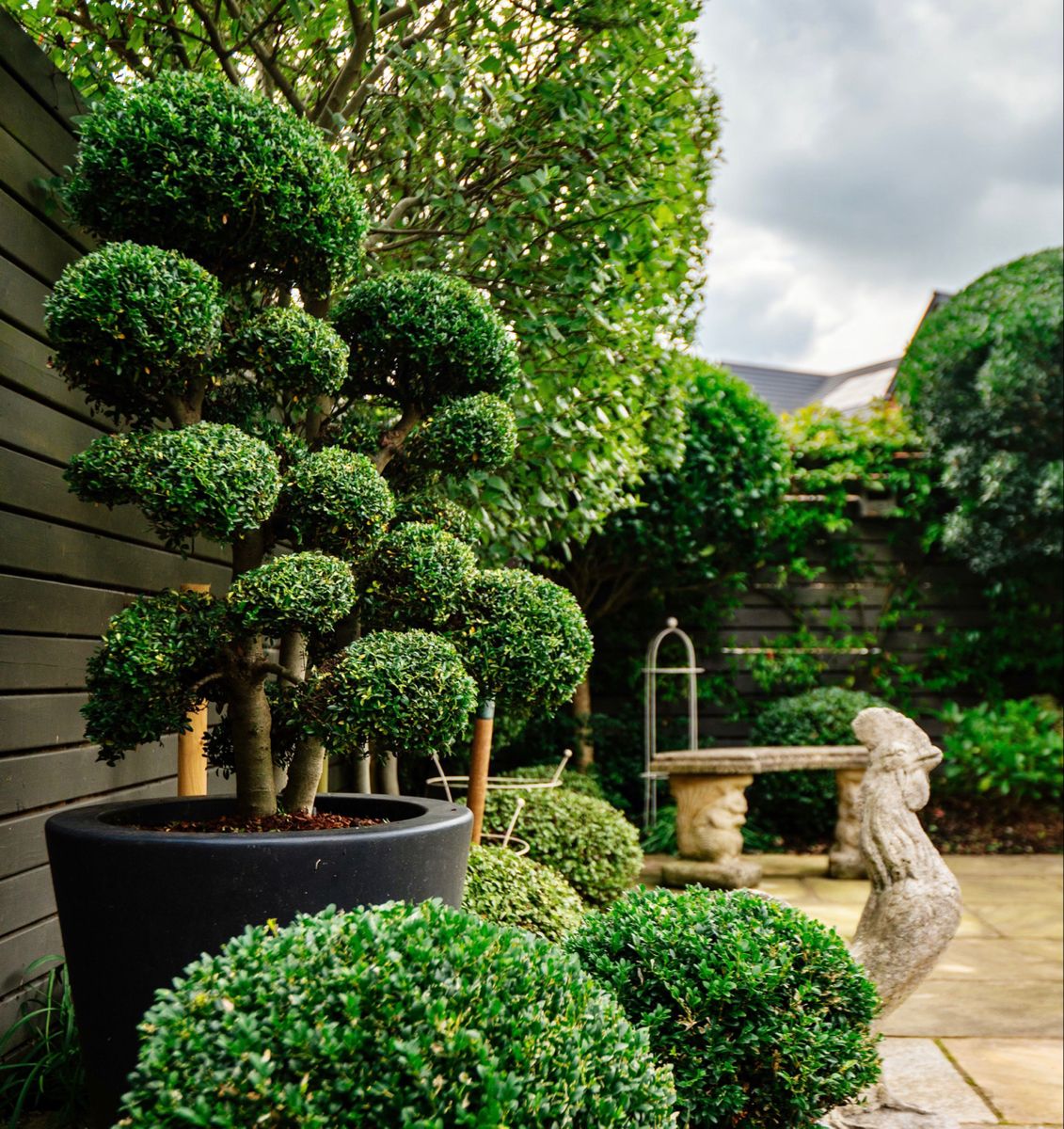Ilex Crenata Bonsaï - Image 3