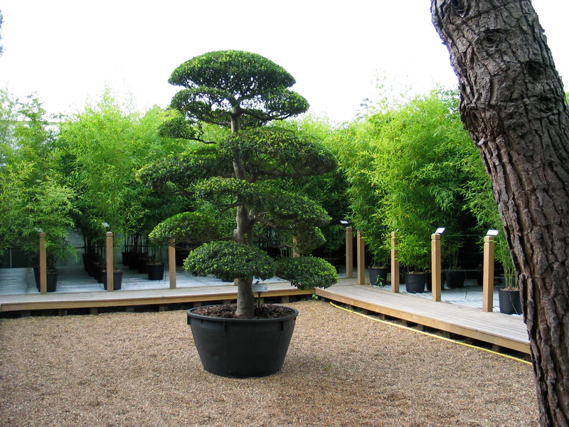 Ilex Crenata Bonsaï - Image 4