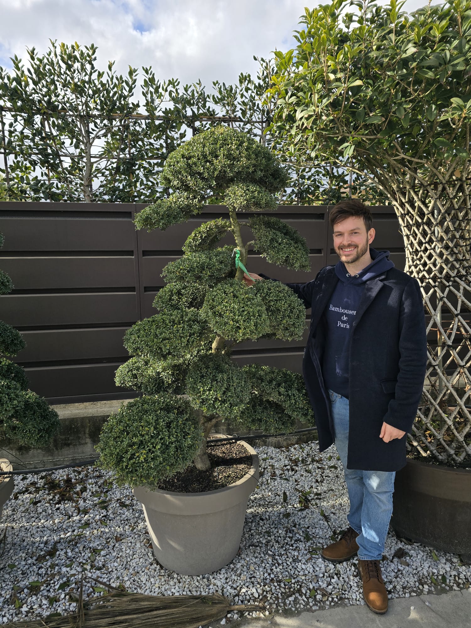 Ilex Crenata Bonsaï - Image 6