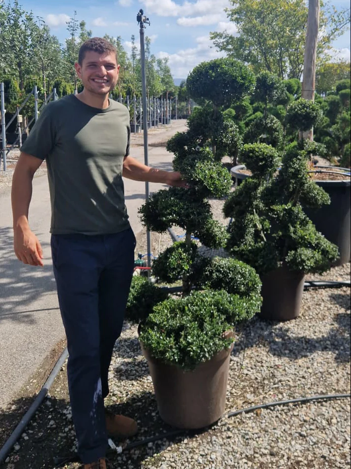 Ilex Crenata Bonsaï - Image 8