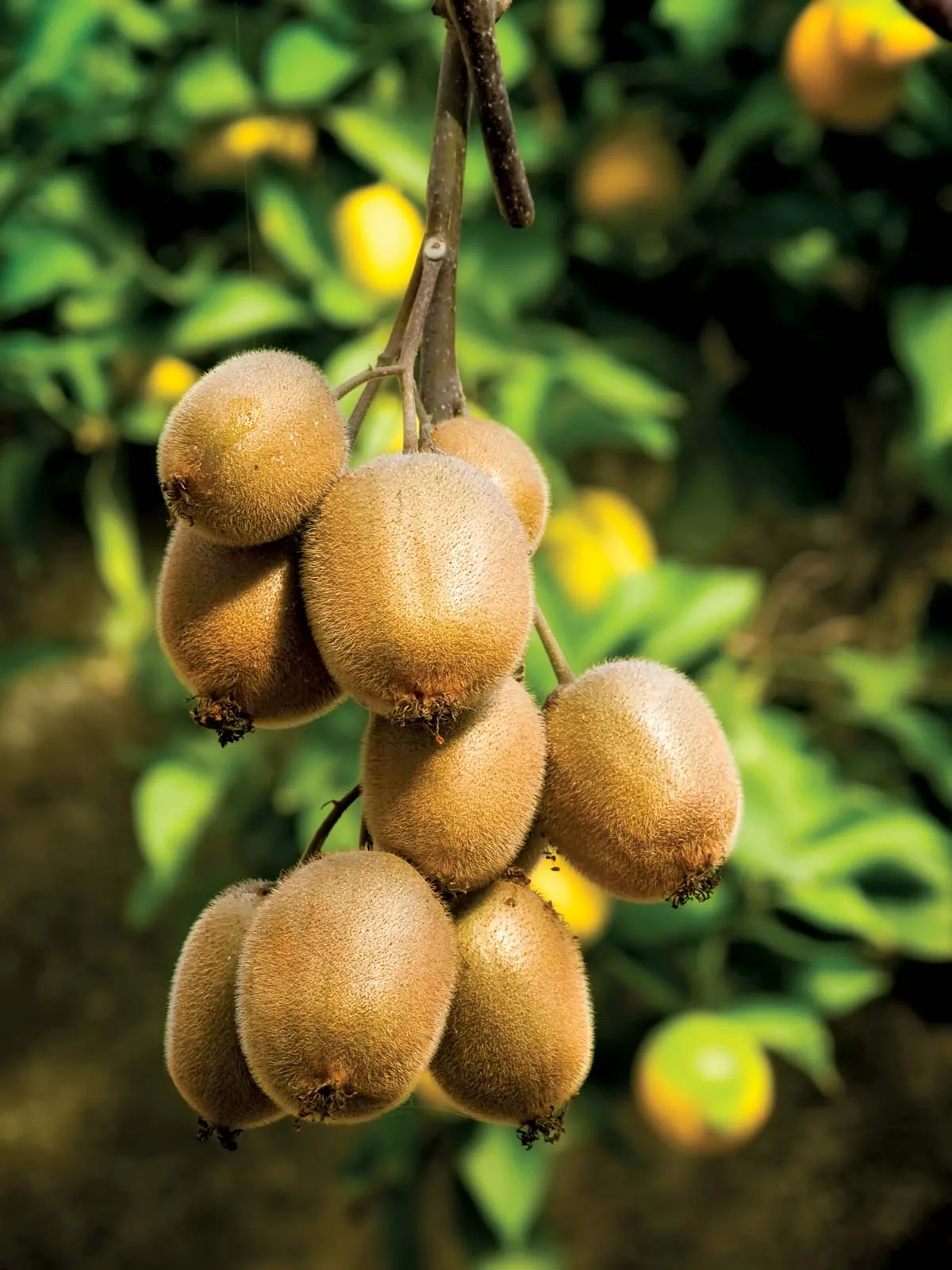Kiwitier (Actinidia) - Image 4