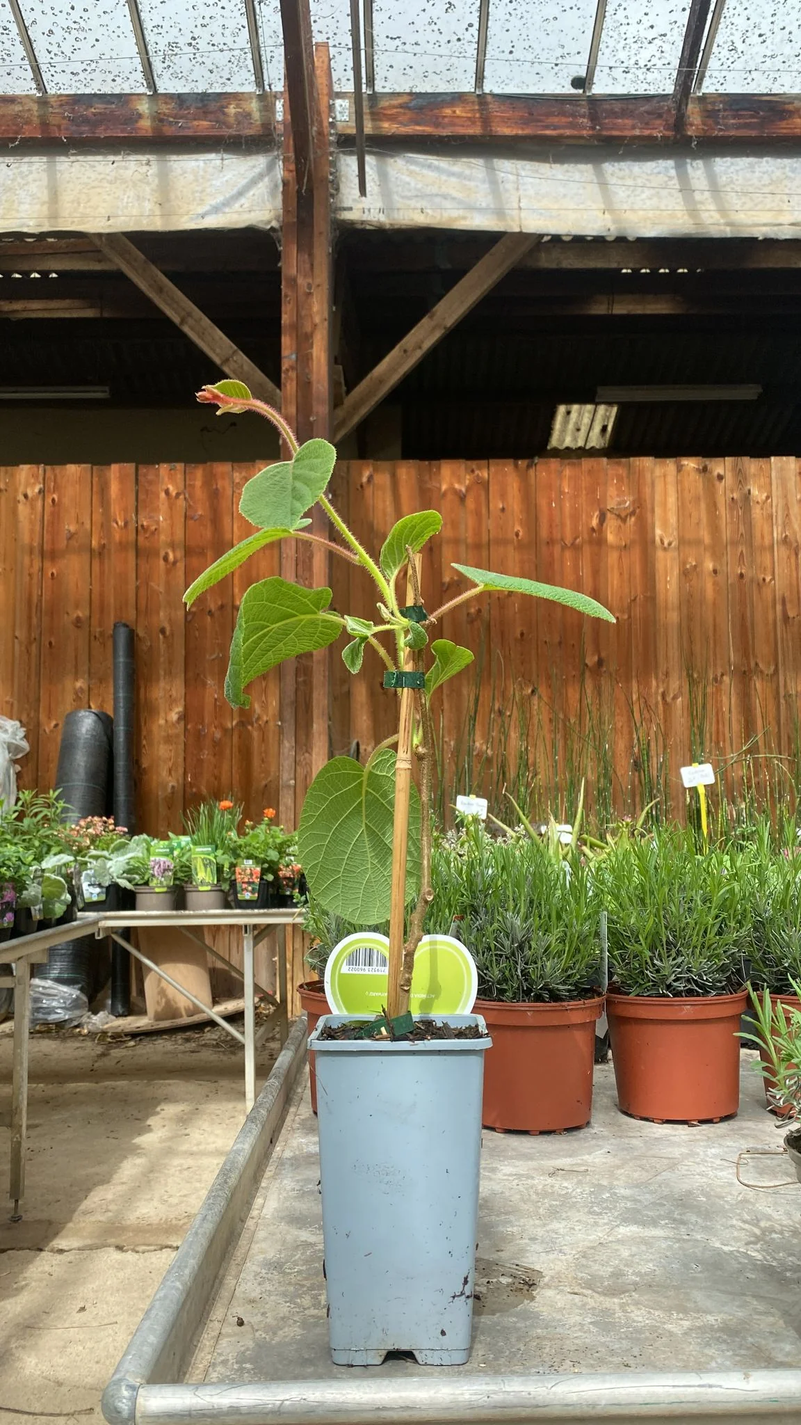 Kiwitier (Actinidia) - Image 6