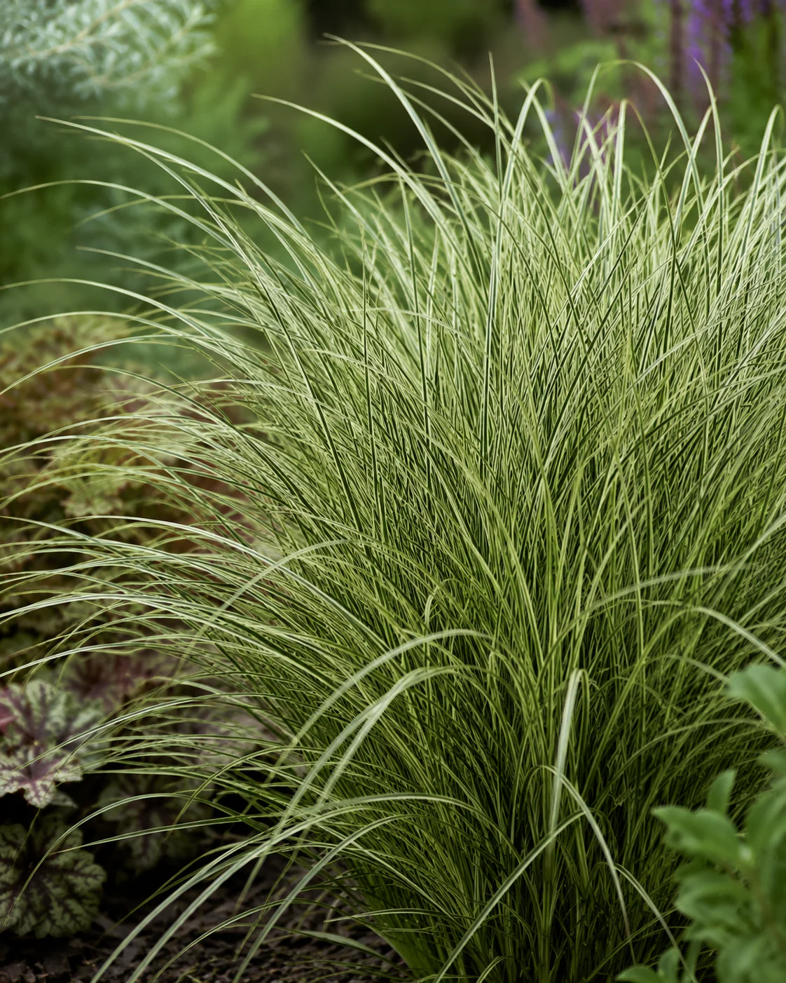 Laîche (Carex brunnea Variegata) - Image 2