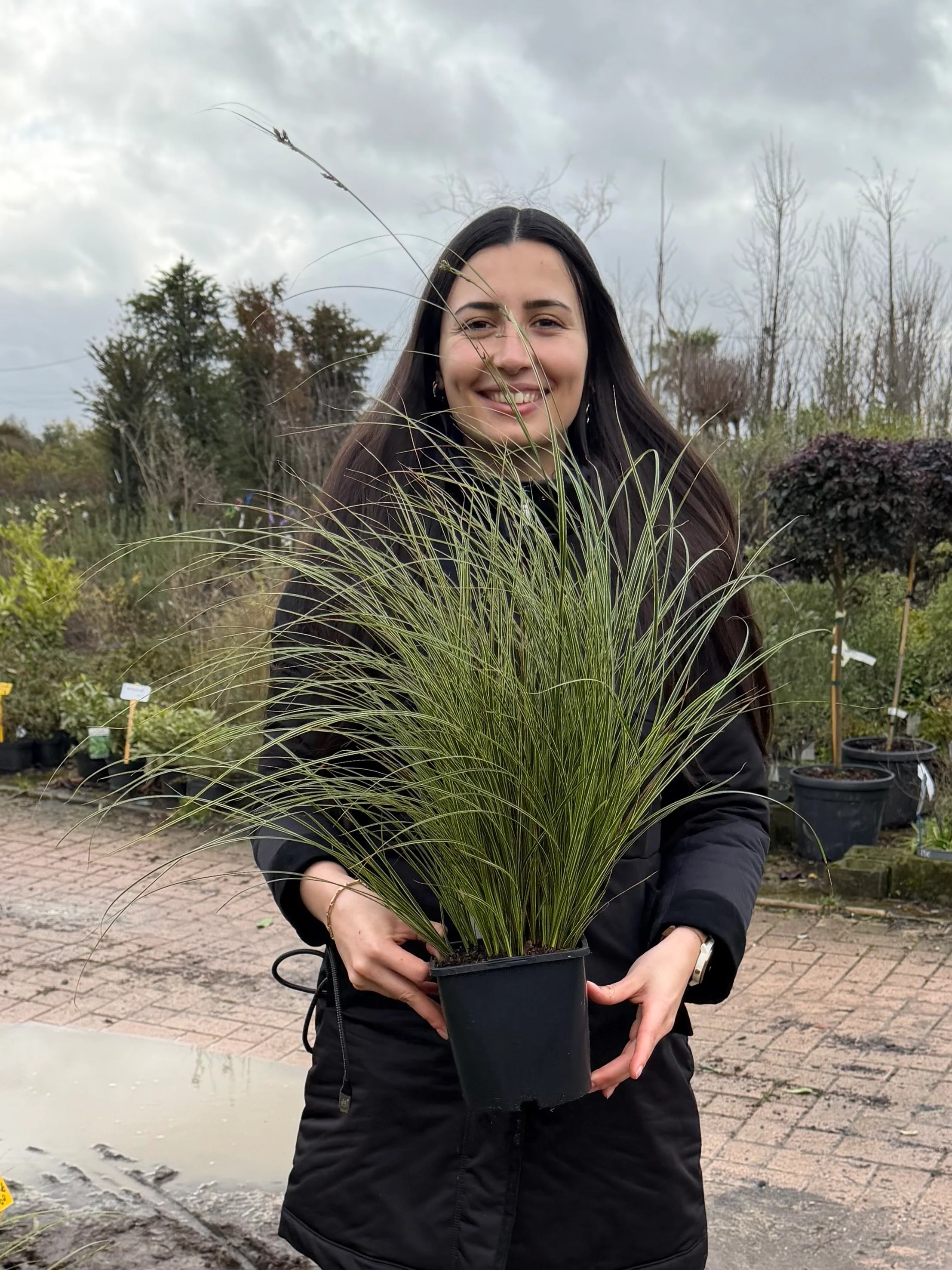 Laîche (Carex brunnea Variegata) - Image 3