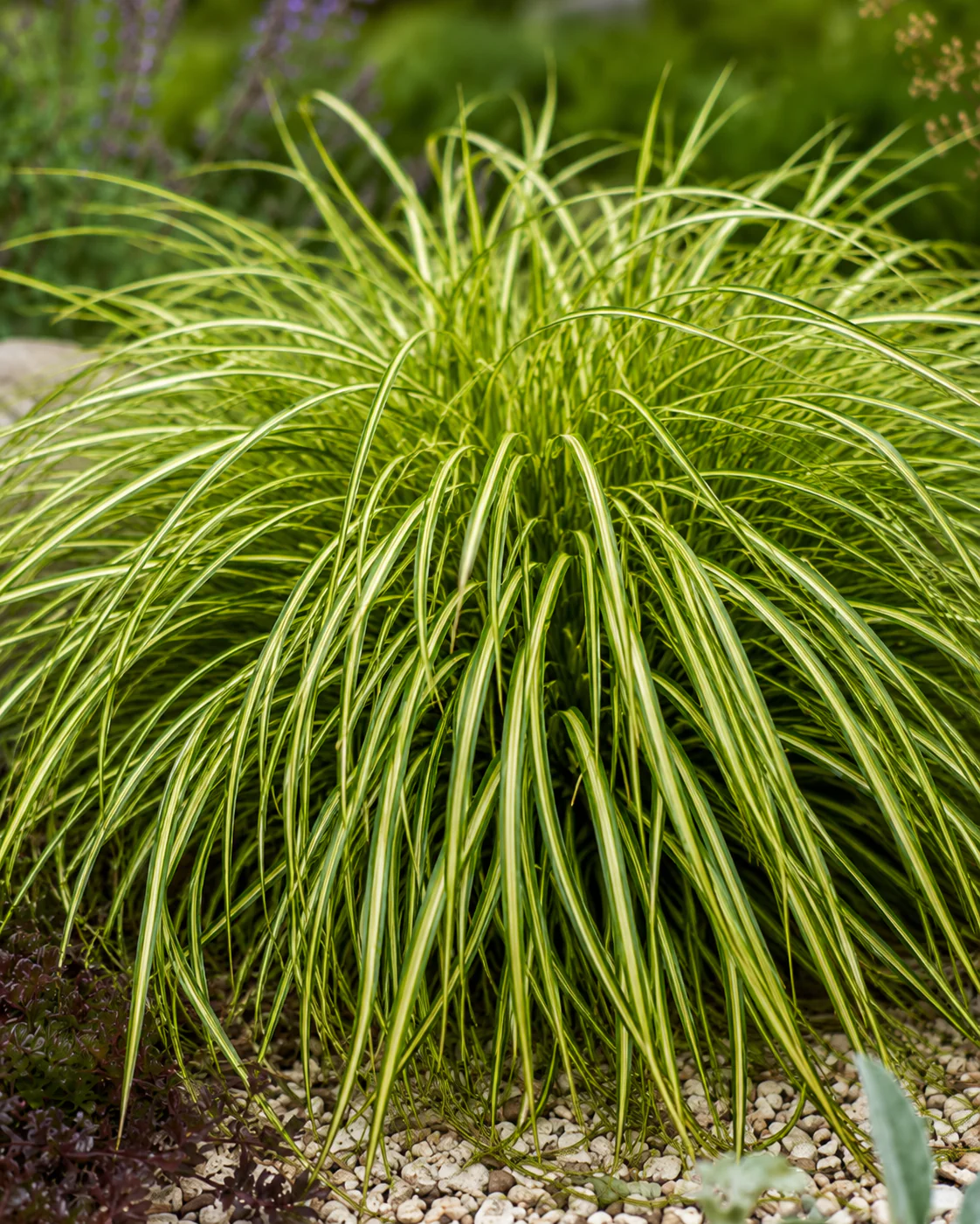 Laîche d'Oshima (Carex oshimensis Eversheen) - Image 2