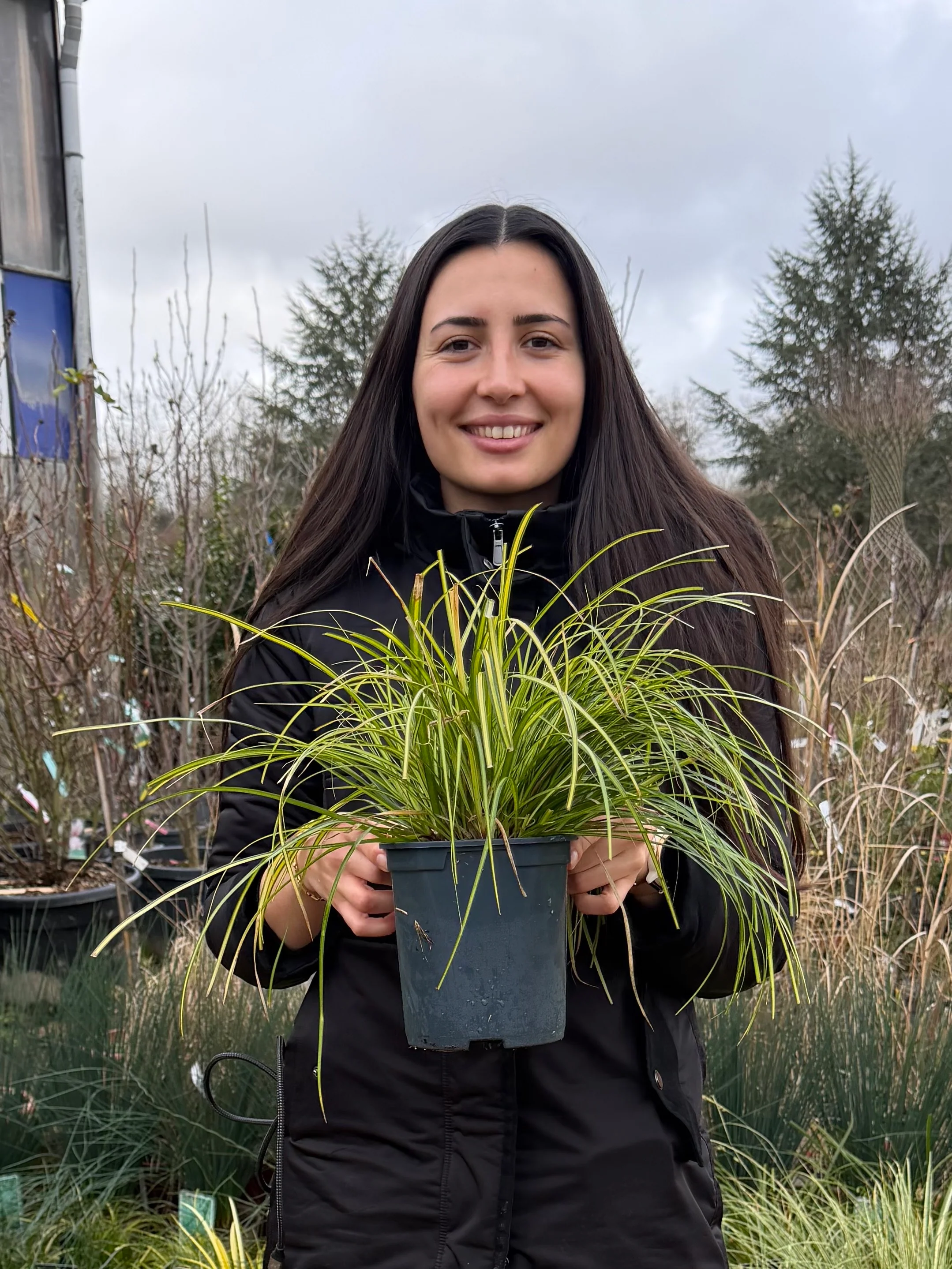 Laîche d'Oshima (Carex oshimensis Eversheen) - Image 3
