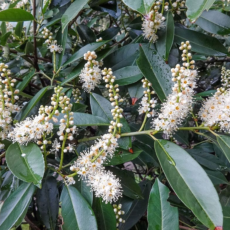 Laurier du Portugal en tige (Prunus lusitanica) - Image 4