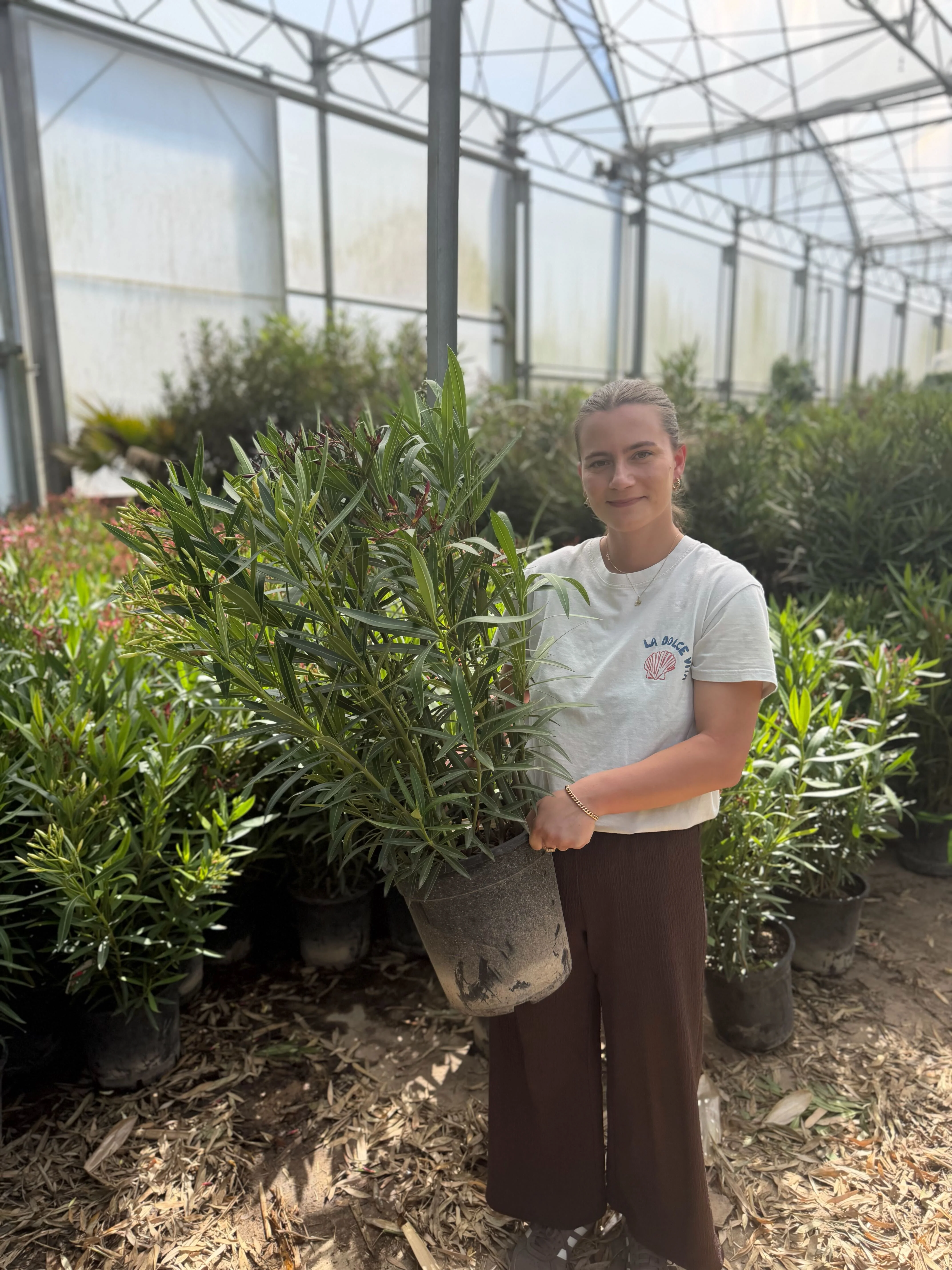 Laurier Rose en touffe (Nerium Oleander) - Image 37