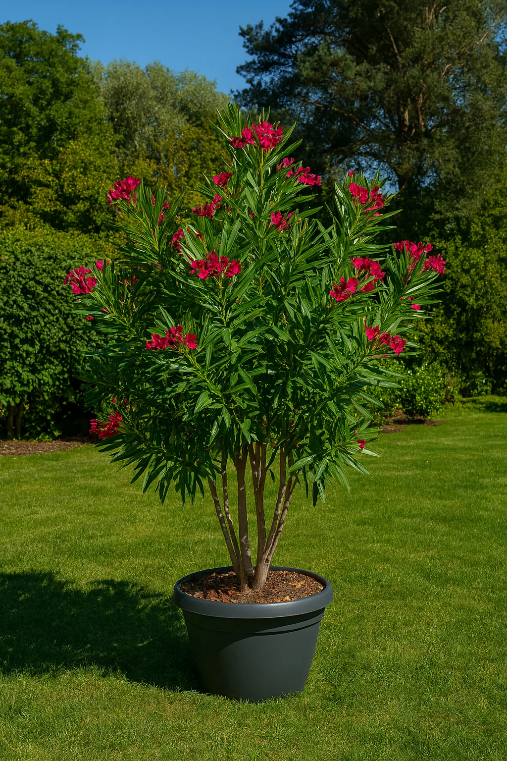 Laurier Rose Cépée Remontée (Nerium Oleander) - Image 3